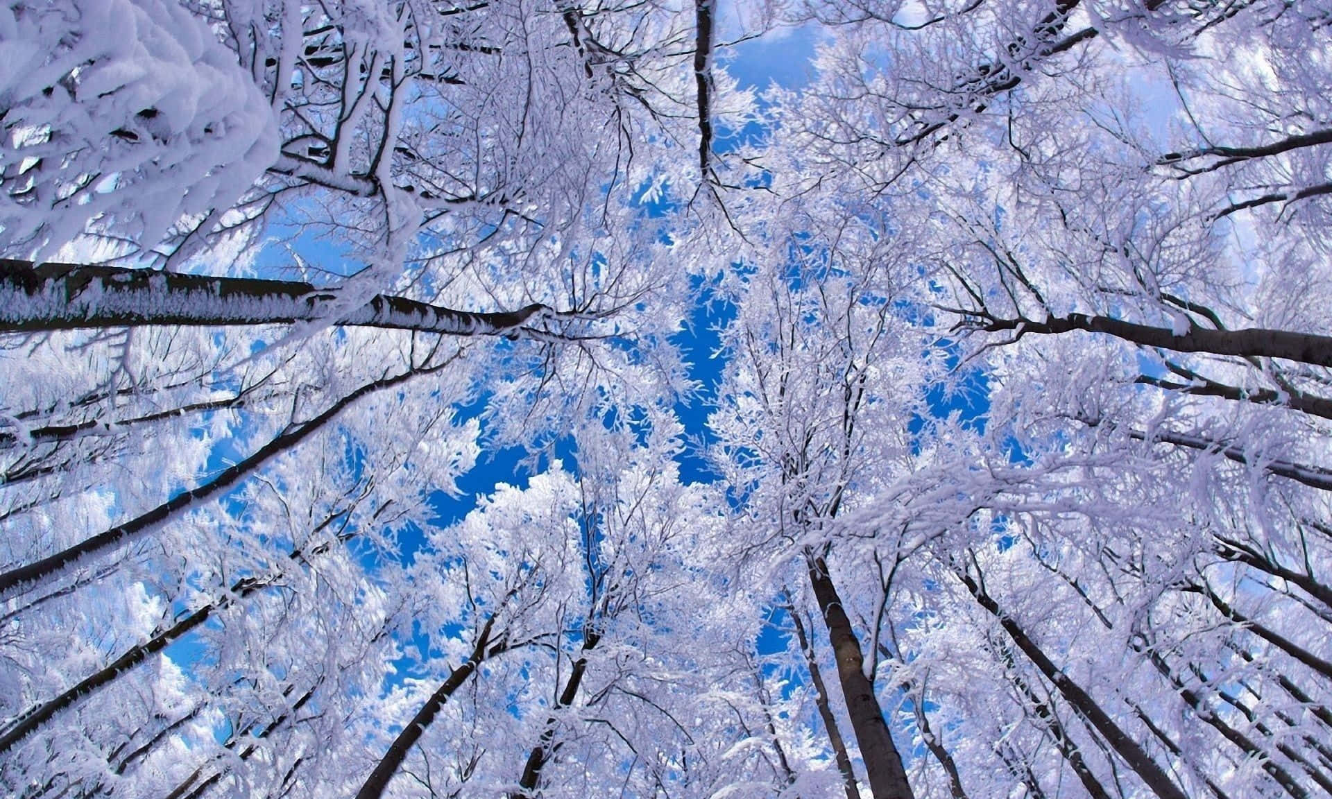 Winter Trees Wallpaper