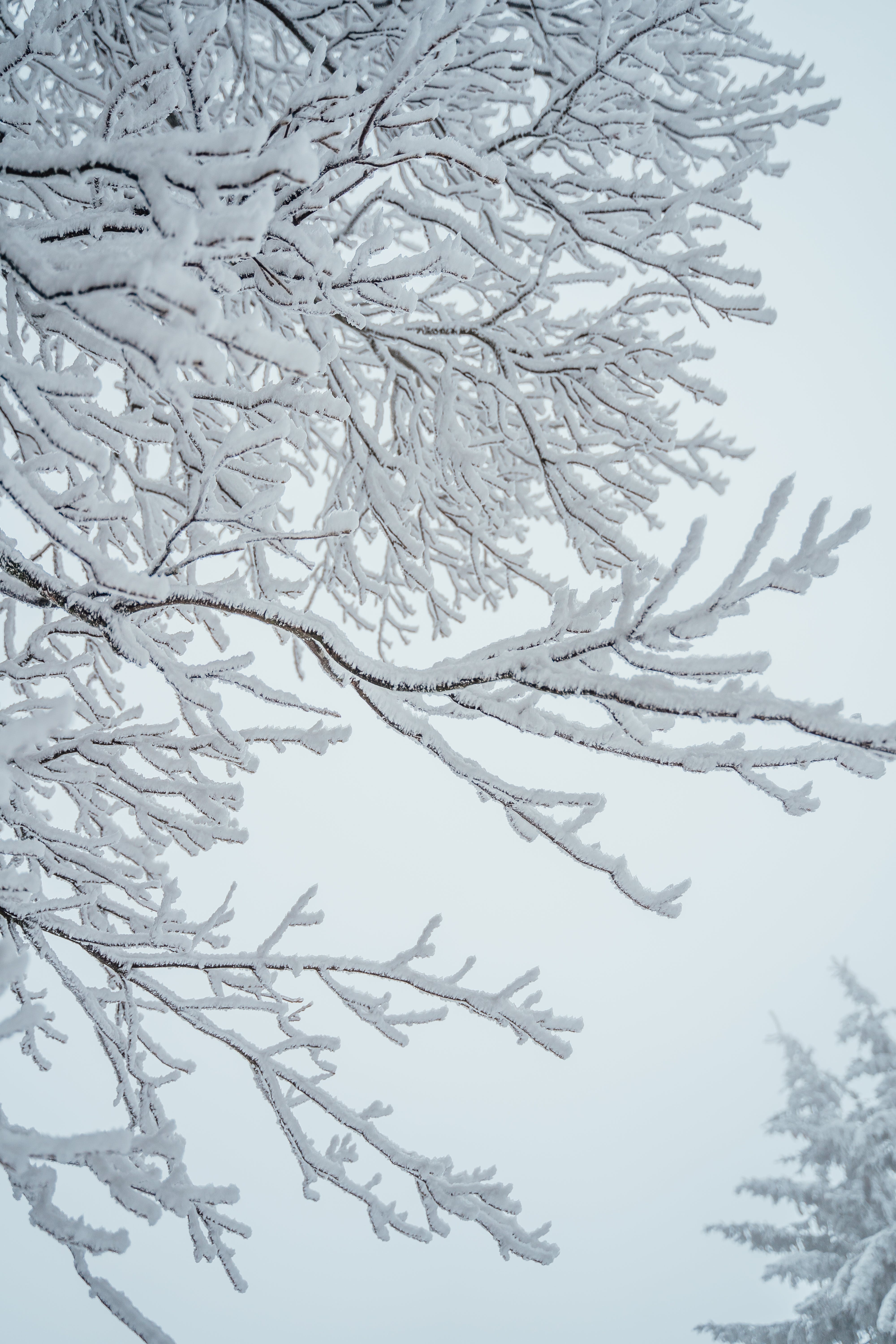 A Snow Covered Leafless Branches of a Tree · Free