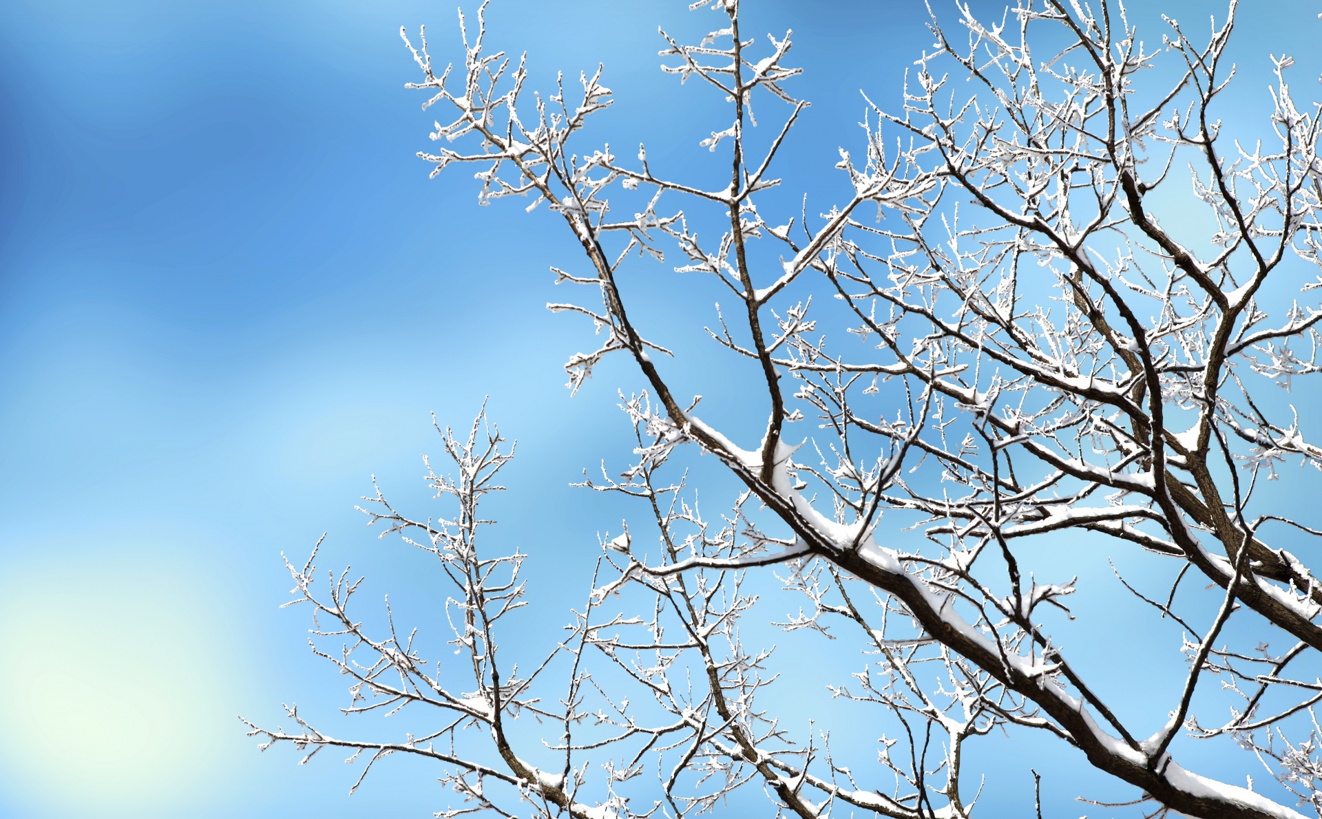 Tree, snow, winter, branches, branch
