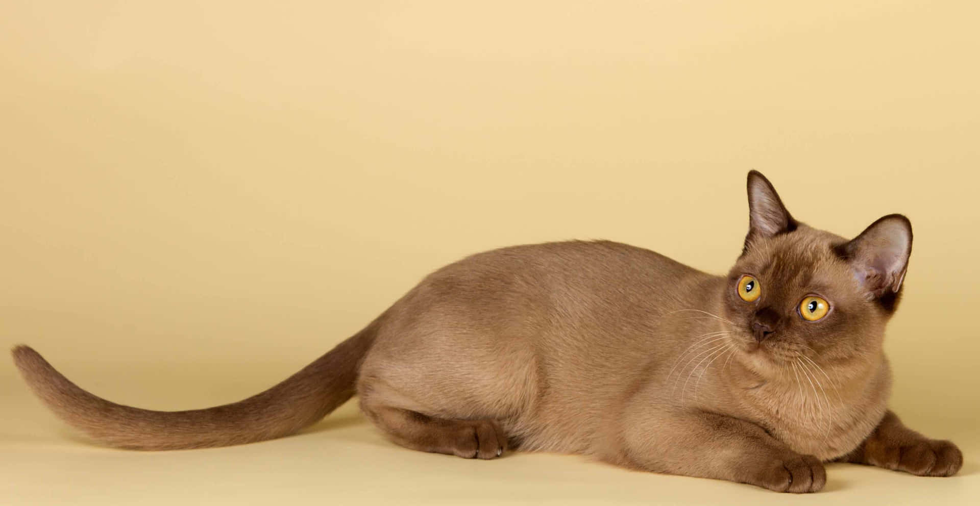 Burmese Cat Wallpaper