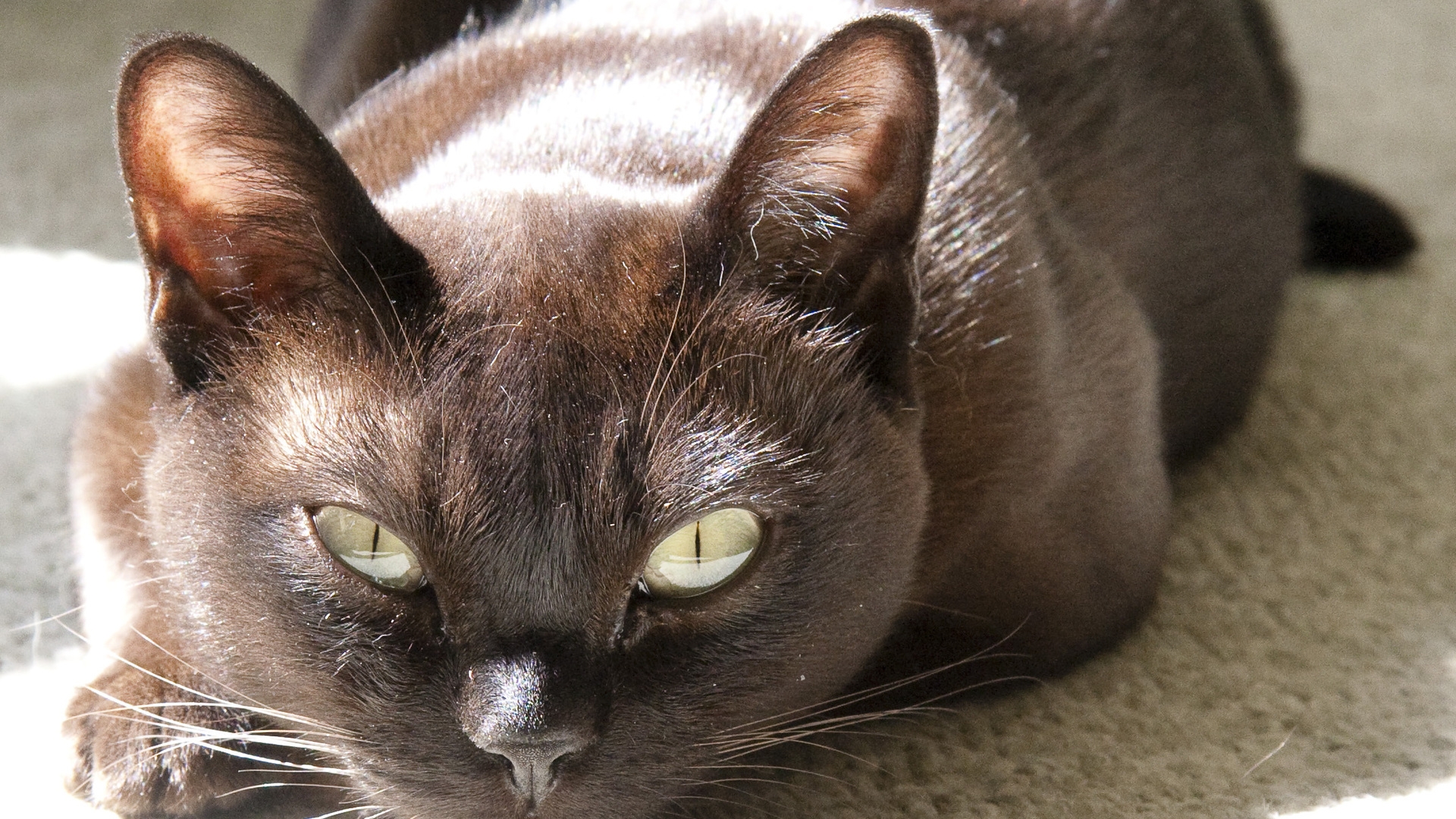 Burmese Cat Wallpapers - Wallpaper Cave