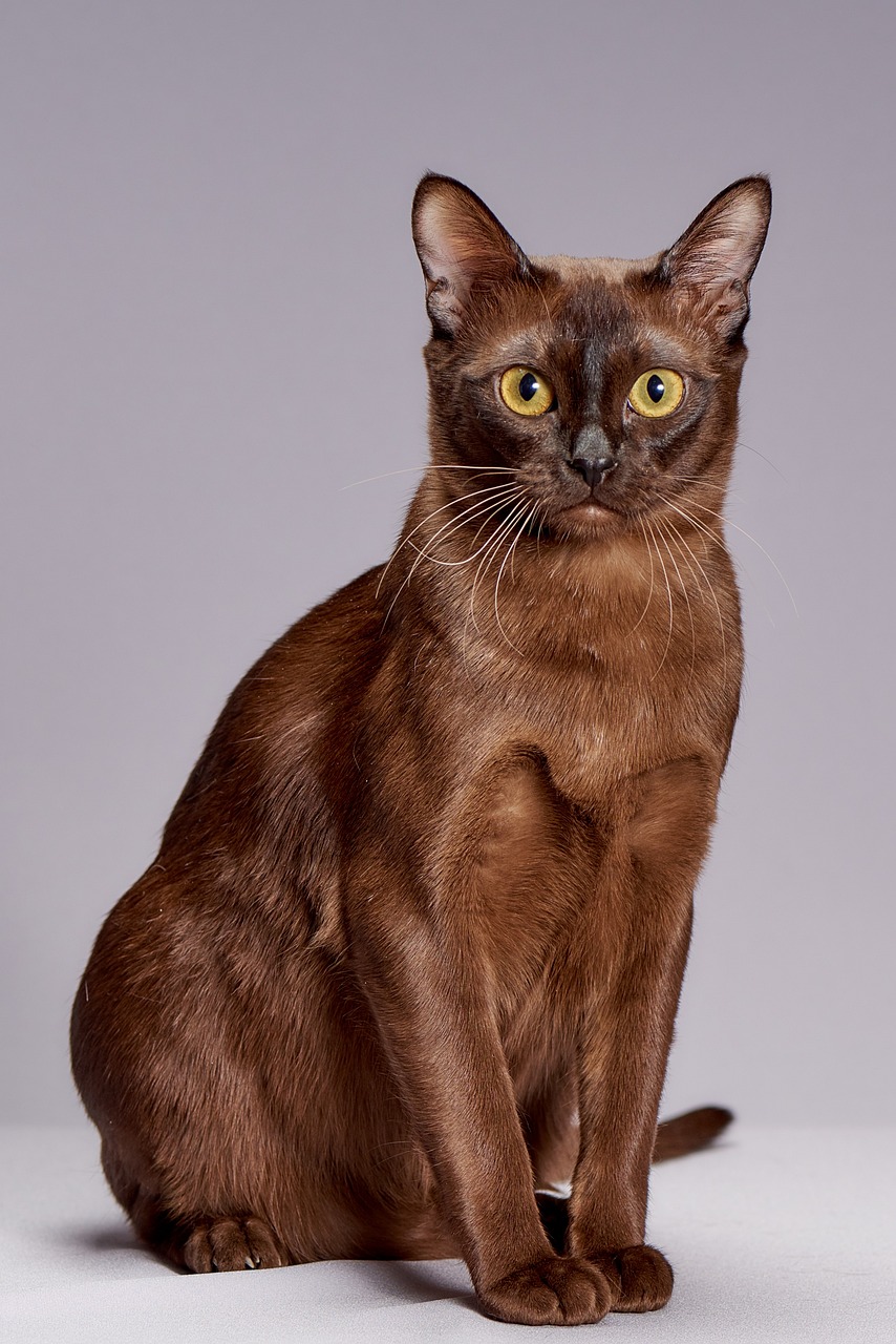 Free Burmese Cat & Cat Image