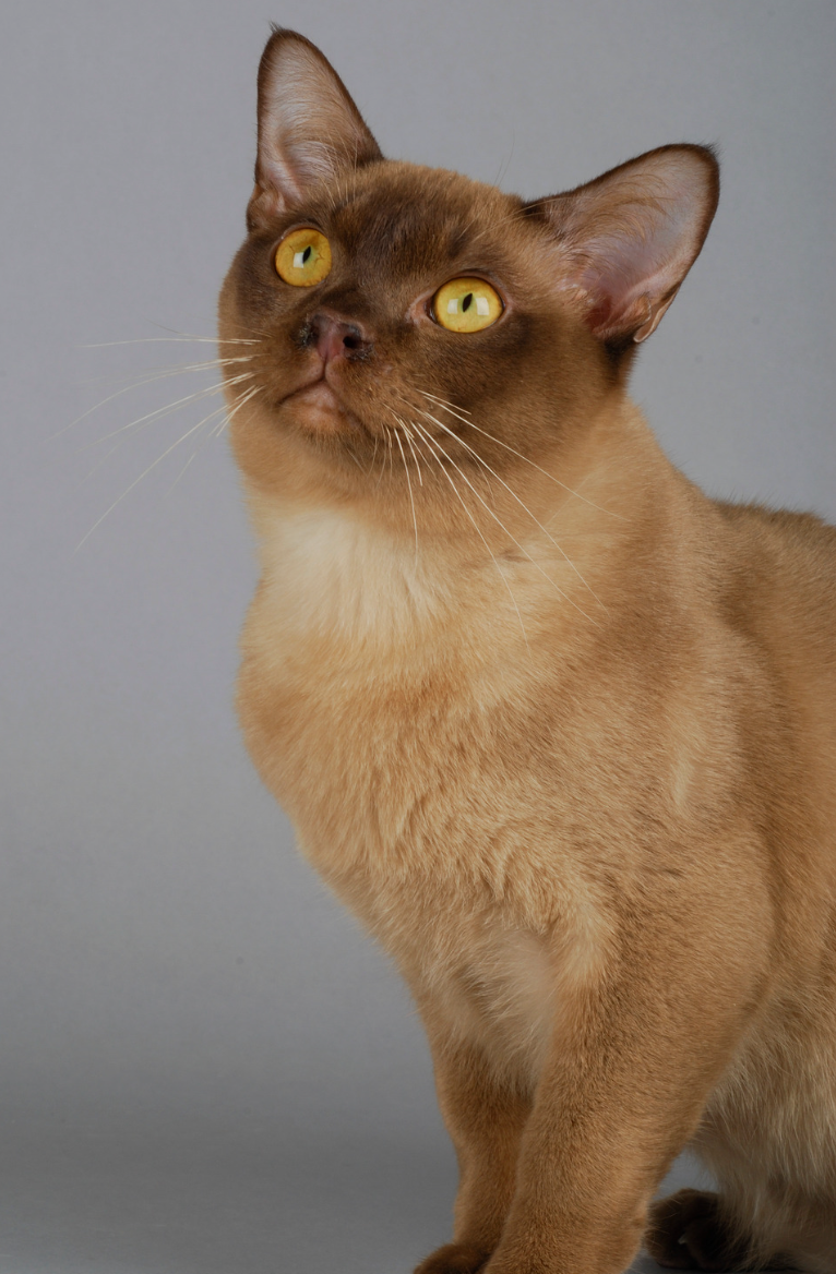 Burmese Cat Breed Profile