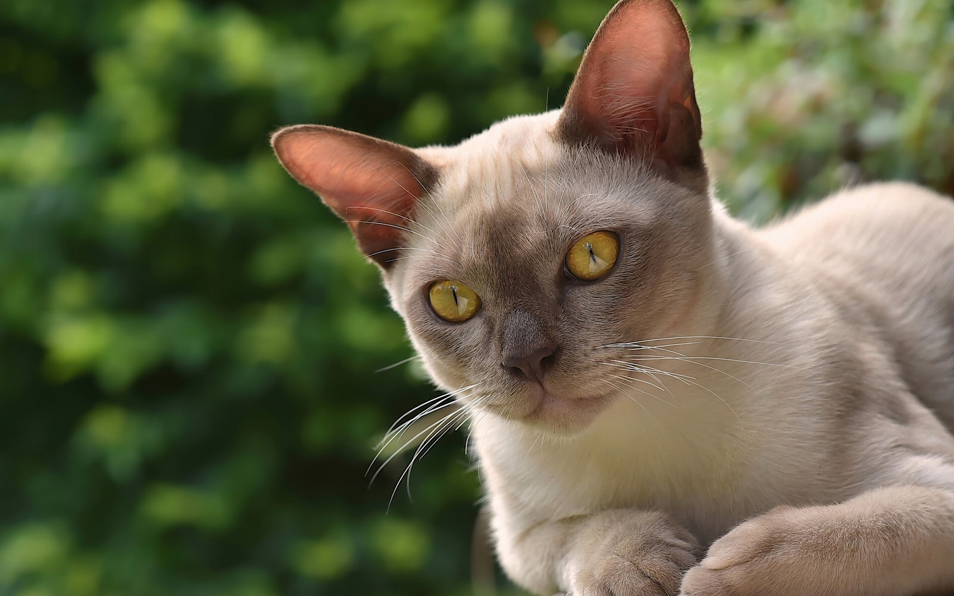 Download wallpaper cat, muzzle, Burma, the Burmese, section cats in resolution 1920x1200