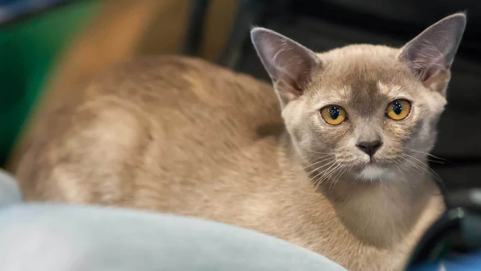 Burmese Cat Wallpaper