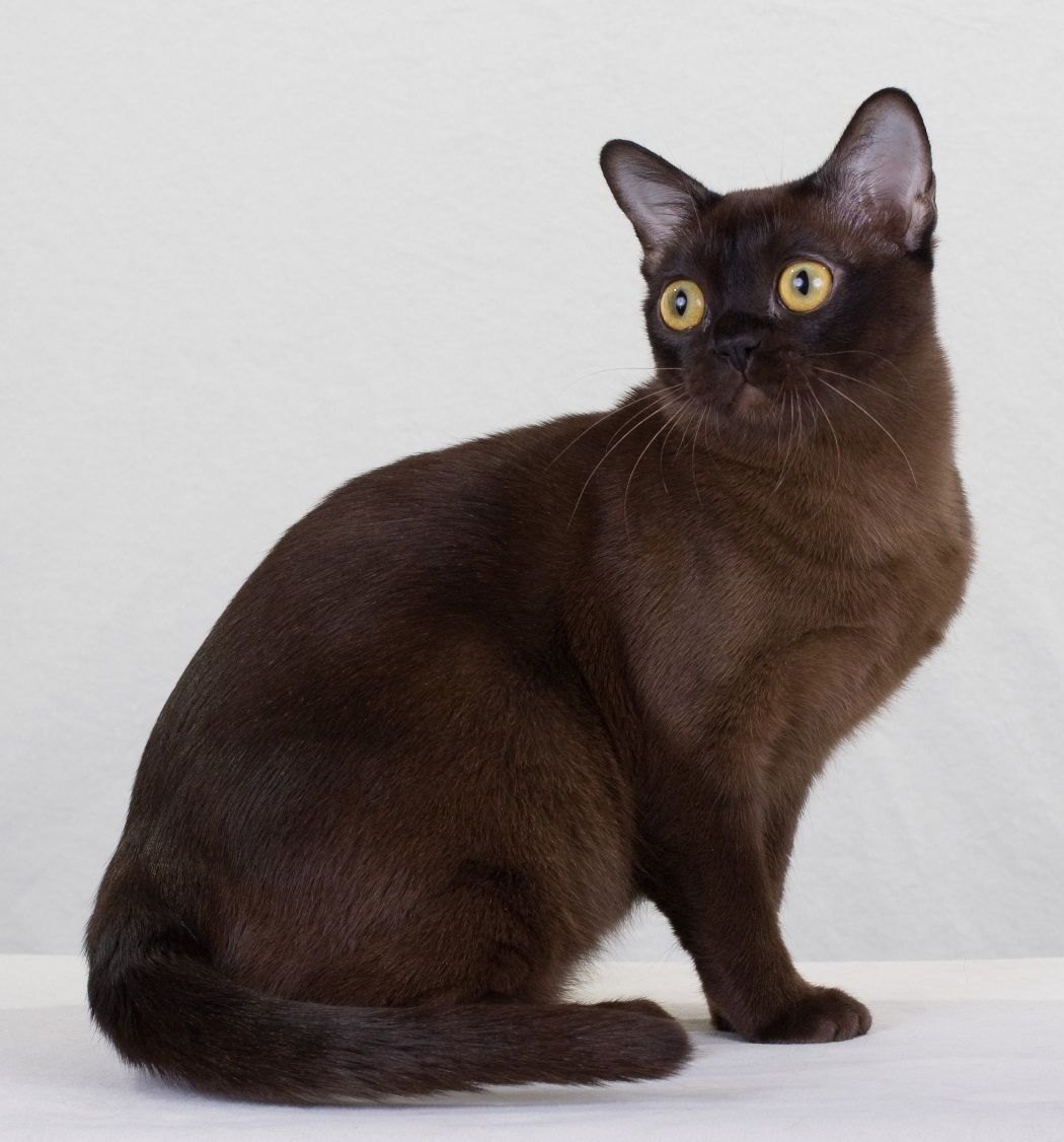 European and American Burmese. «Let`s make it clear!» Cats Portal. Burmese cat, Cat breeds, Cats
