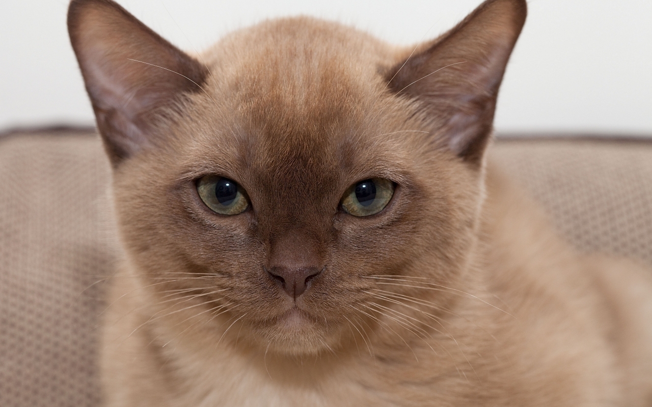 Brown British Burmese Cat 1280 x 800 widescreen Wallpaper