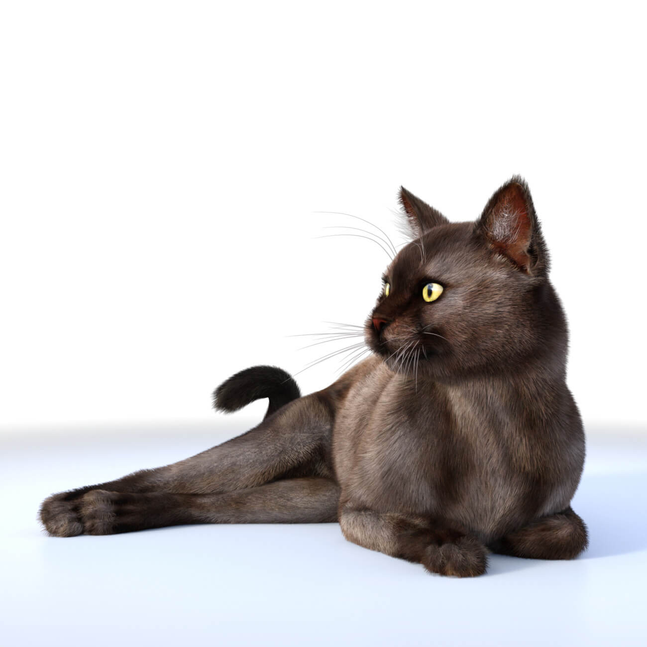 Burmese Cat Wallpapers - Wallpaper Cave