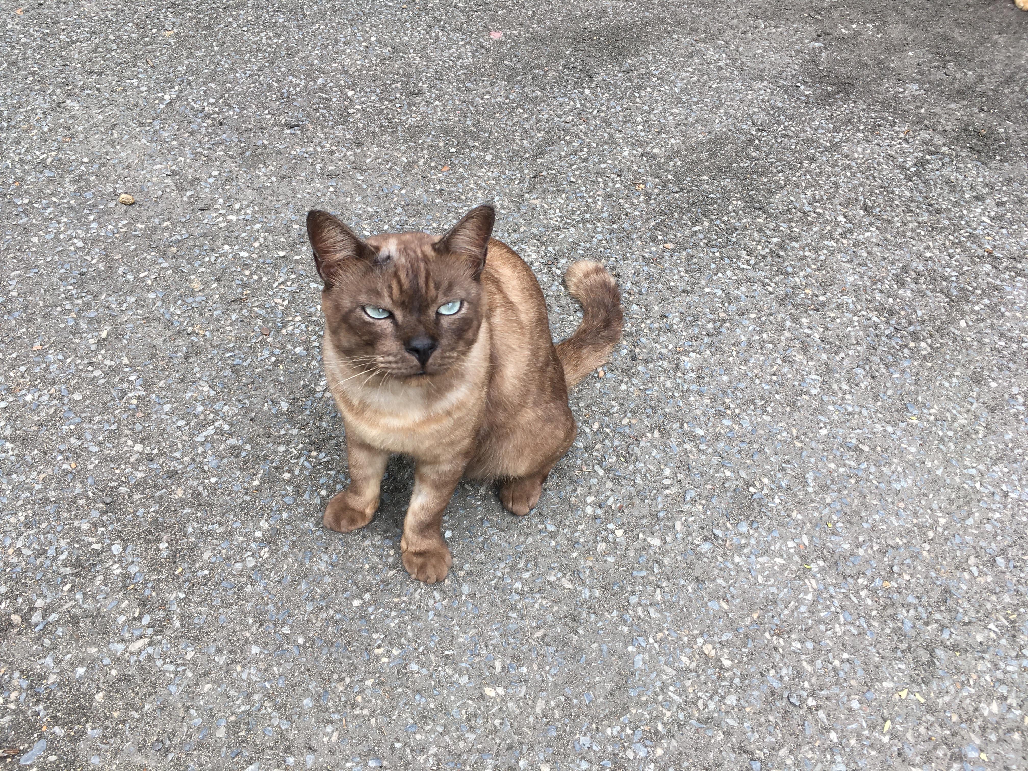 Is He Burmese Cat? He Was Well Built, Very Social And Happy Cat. Met Him In Thailand