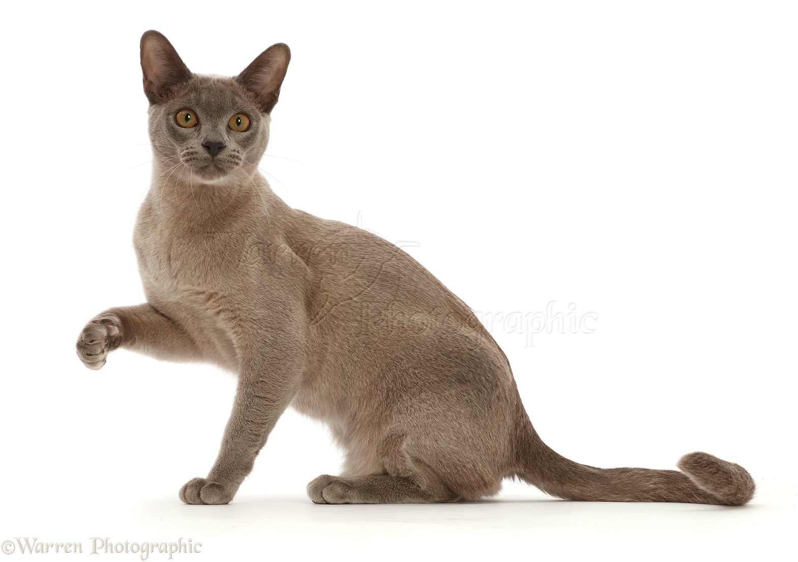 Blue Burmese cat sitting and pointing photo WP46535