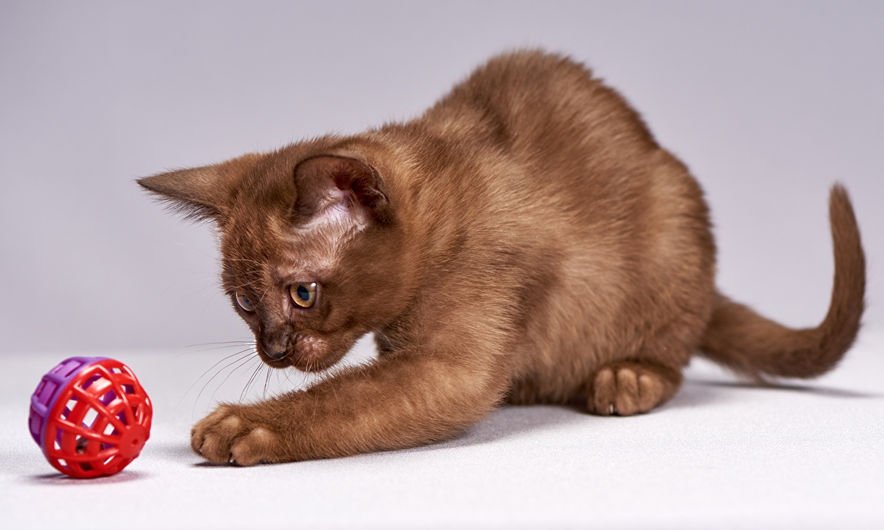image Cats Burmese cat Playing Brown Paws Balls animal