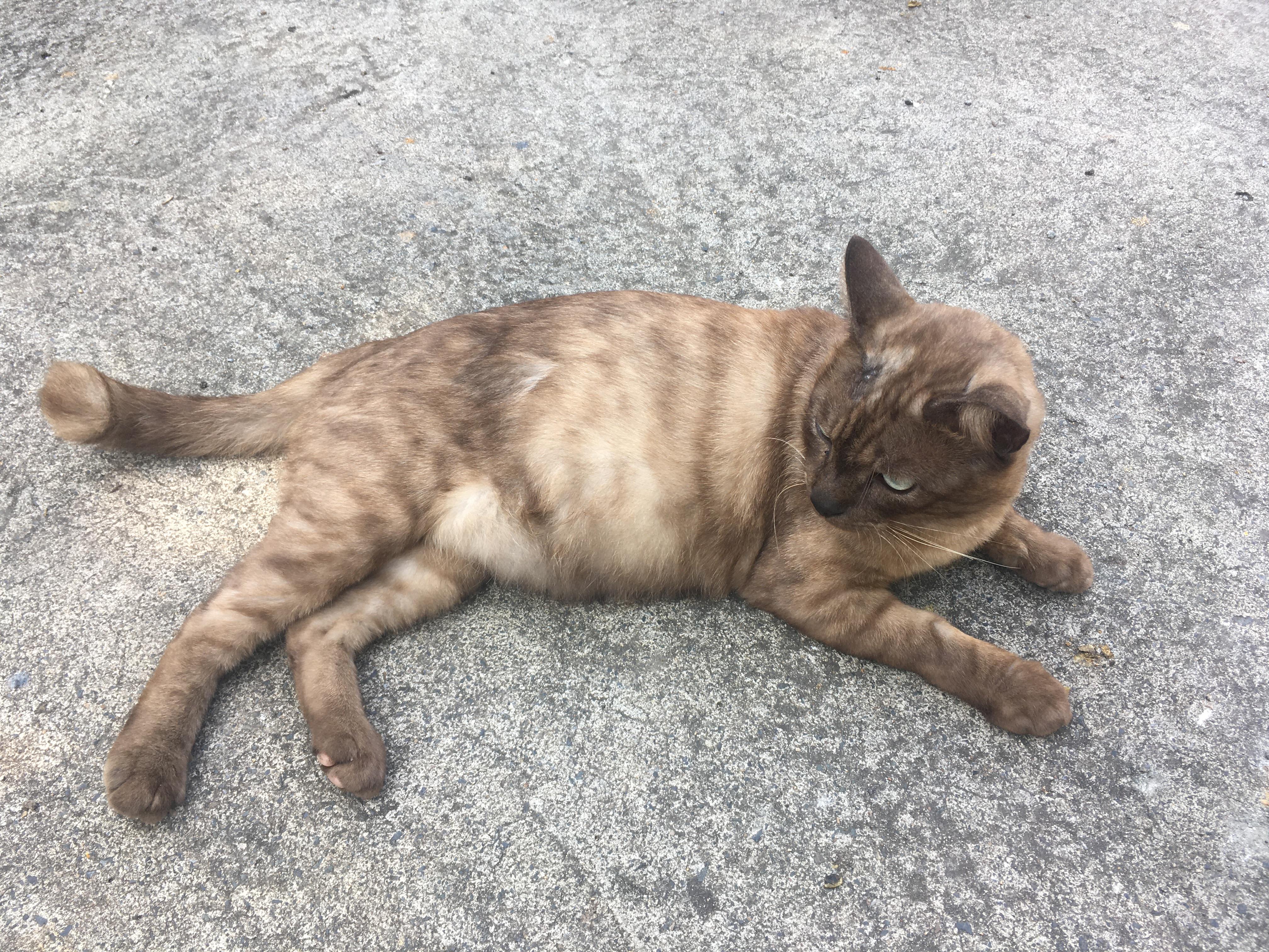 Is He Burmese Cat? He Was Well Built, Very Social And Happy Cat. Met Him In Thailand