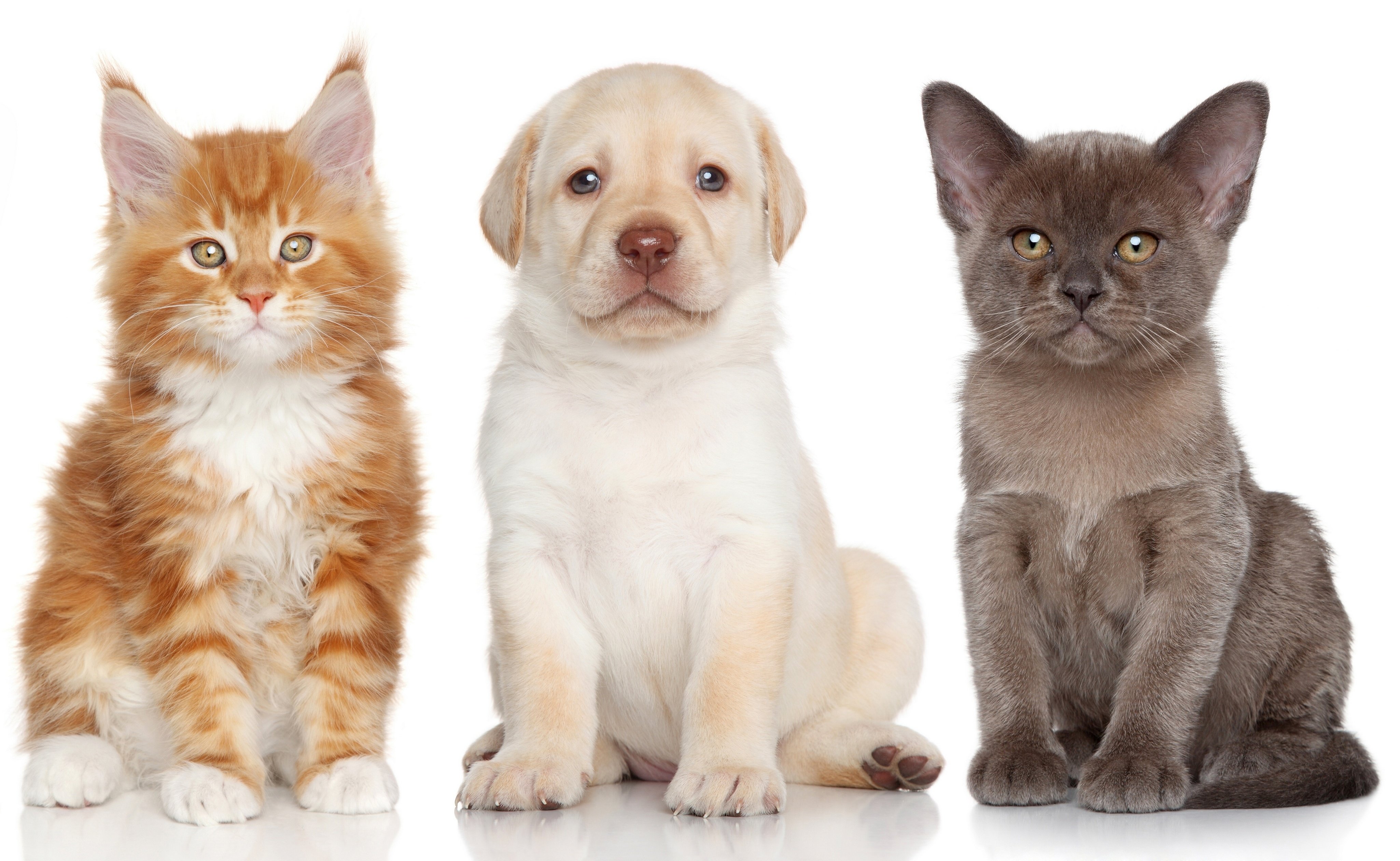 Burmese Labrador Retriever Maine Coon kitten puppy dog cat wallpaperx2523