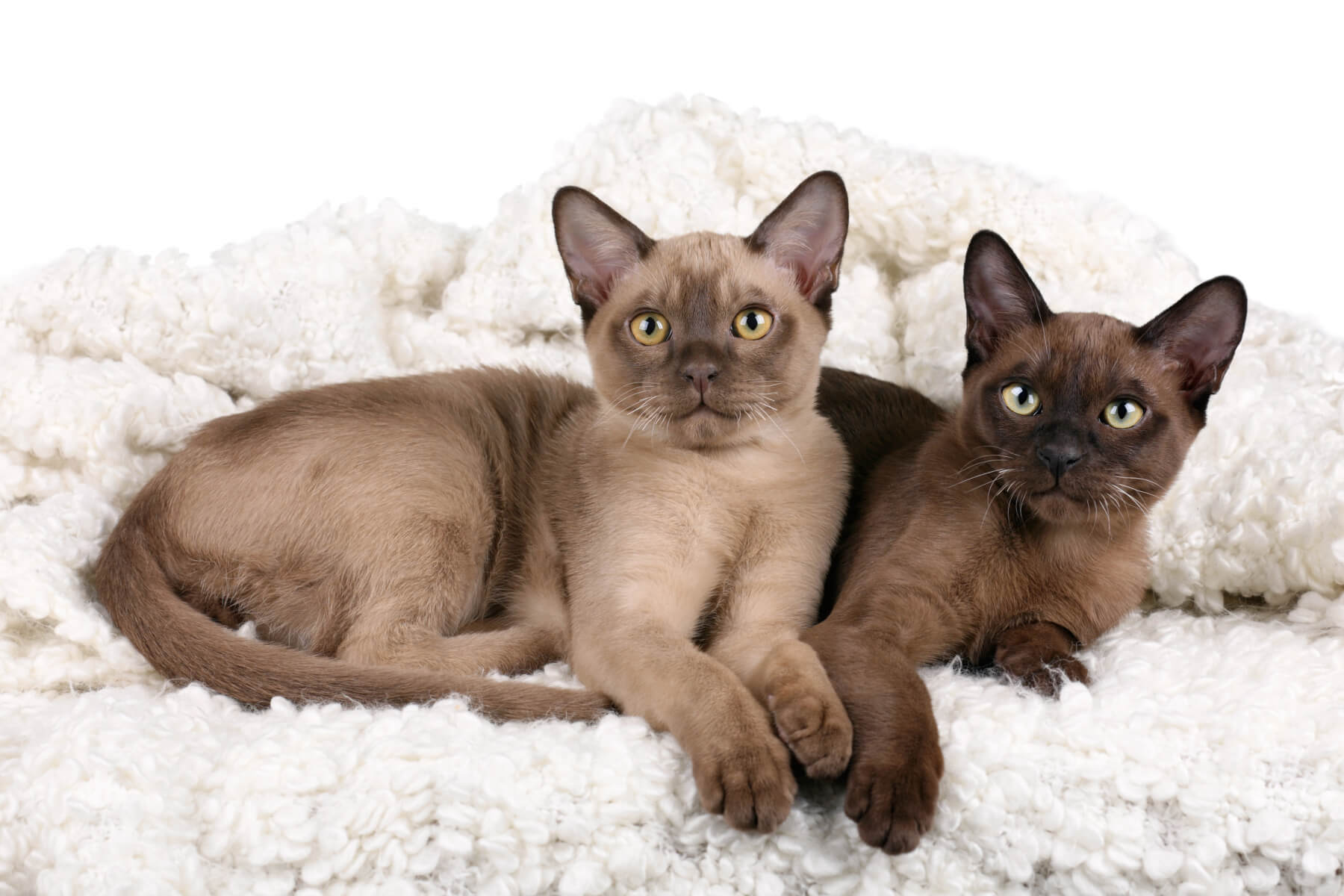Burmese. Cat's Best