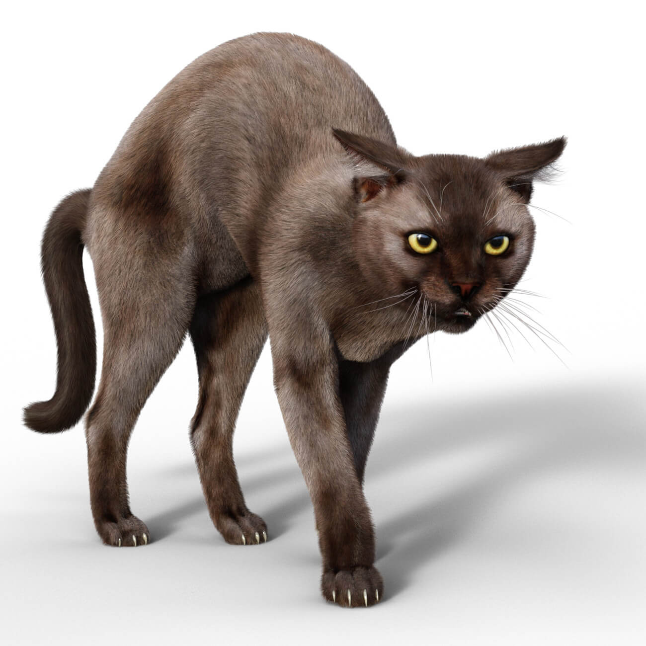 Burmese Cat Wallpapers - Wallpaper Cave