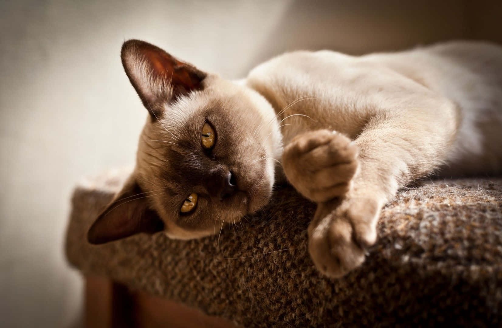 Download Gorgeous Burmese Cat Relaxing in Serenity Wallpaper