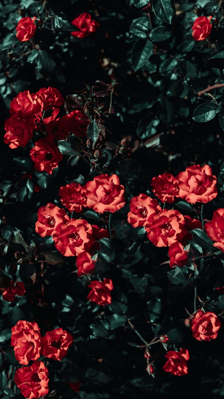 Red and green. Flower aesthetic, Aesthetic roses, Aesthetic iphone wallpaper