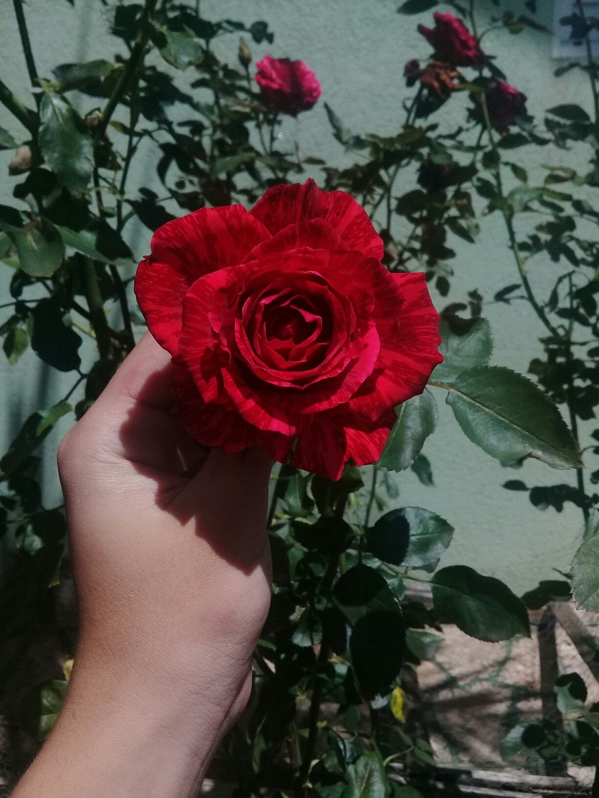 Red and Green Aesthetic. Flower aesthetic, Green aesthetic, Red aesthetic