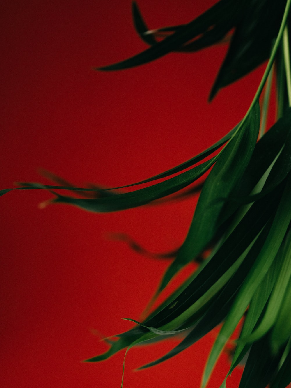 Green plant on red background photo