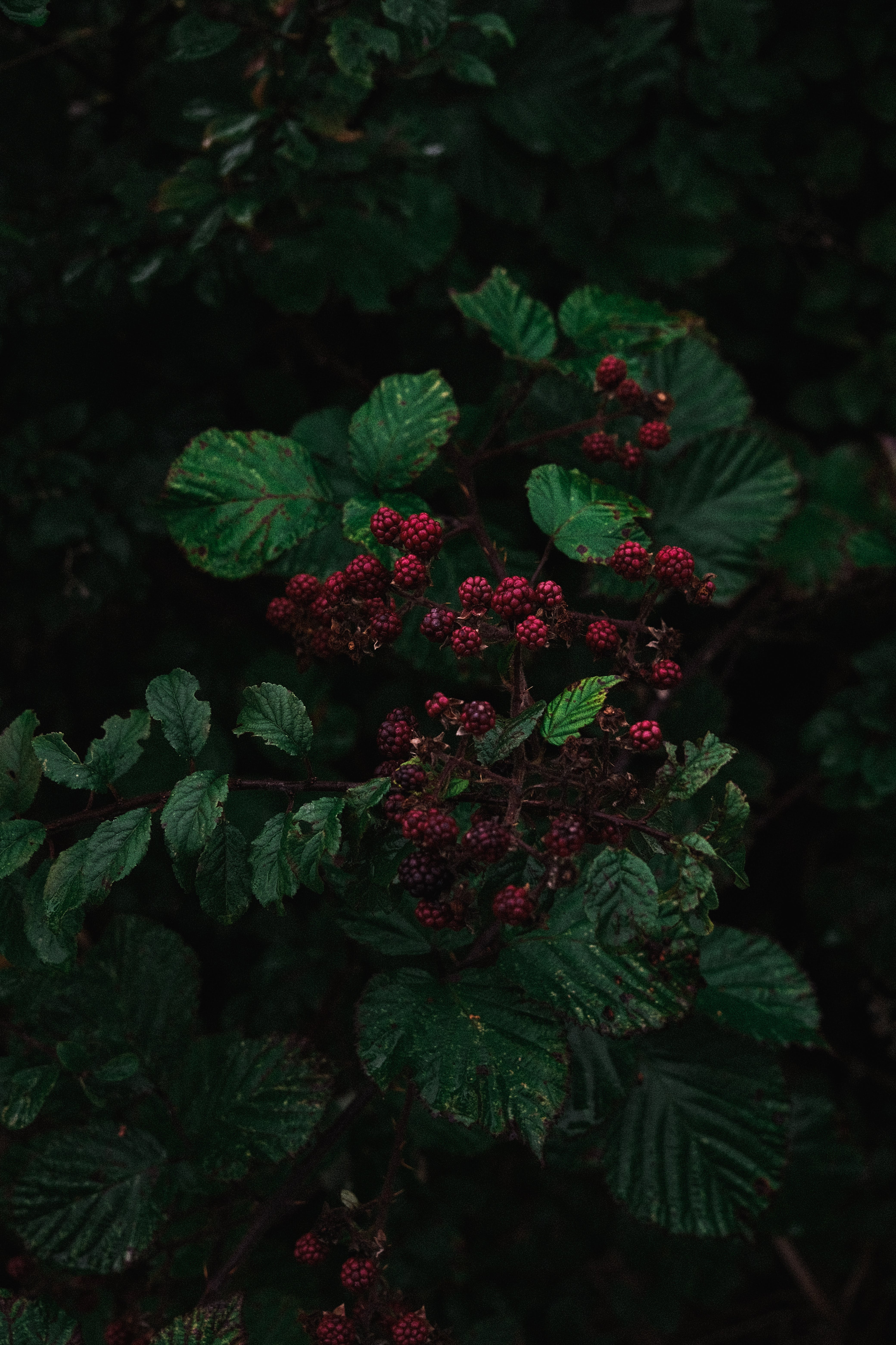 Green Leaf Plant with Red and Black Berries · Free