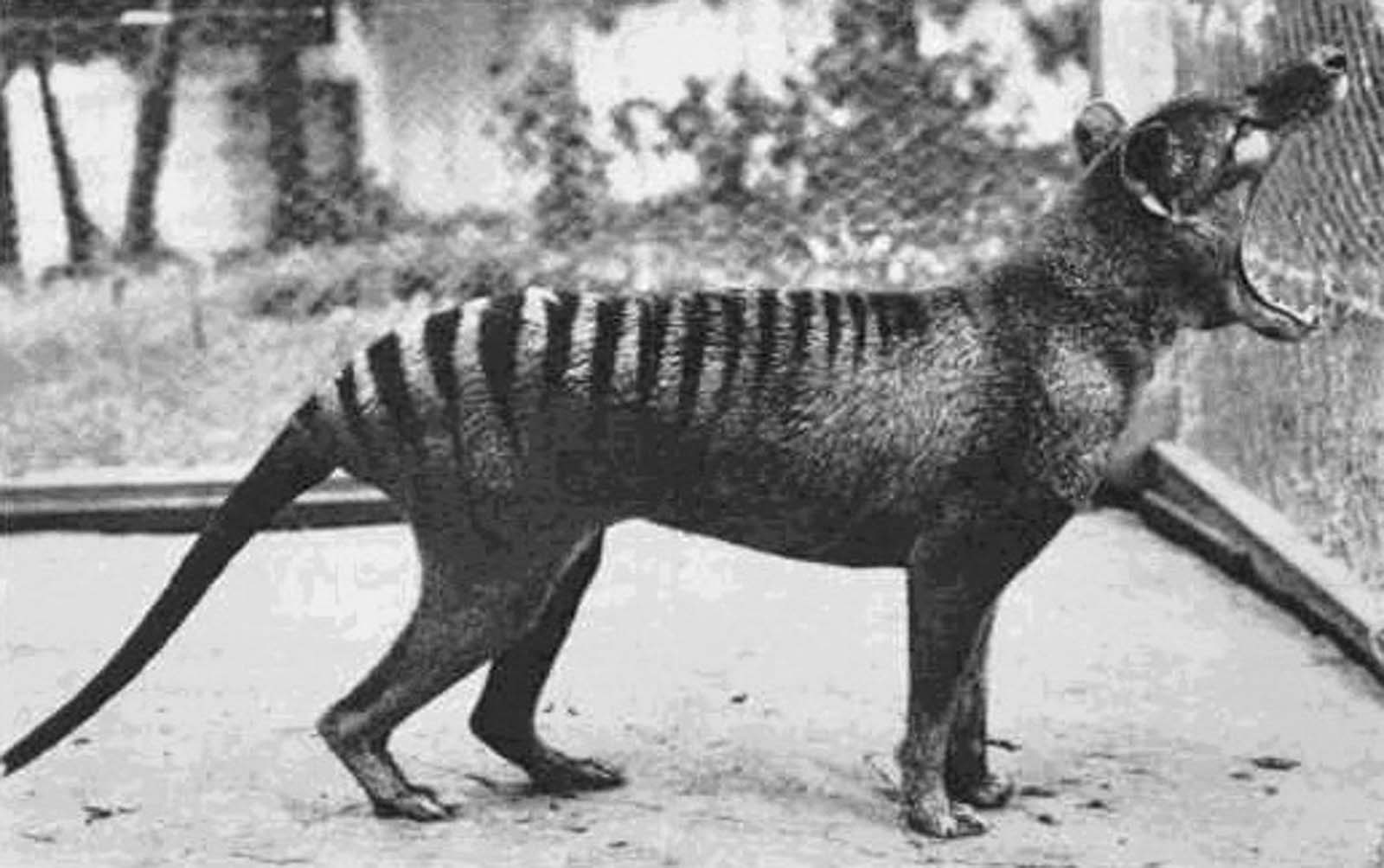 Thylacine: Rare Photo Of The Last Tasmanian Tiger, 1910 1933 Historical Photo