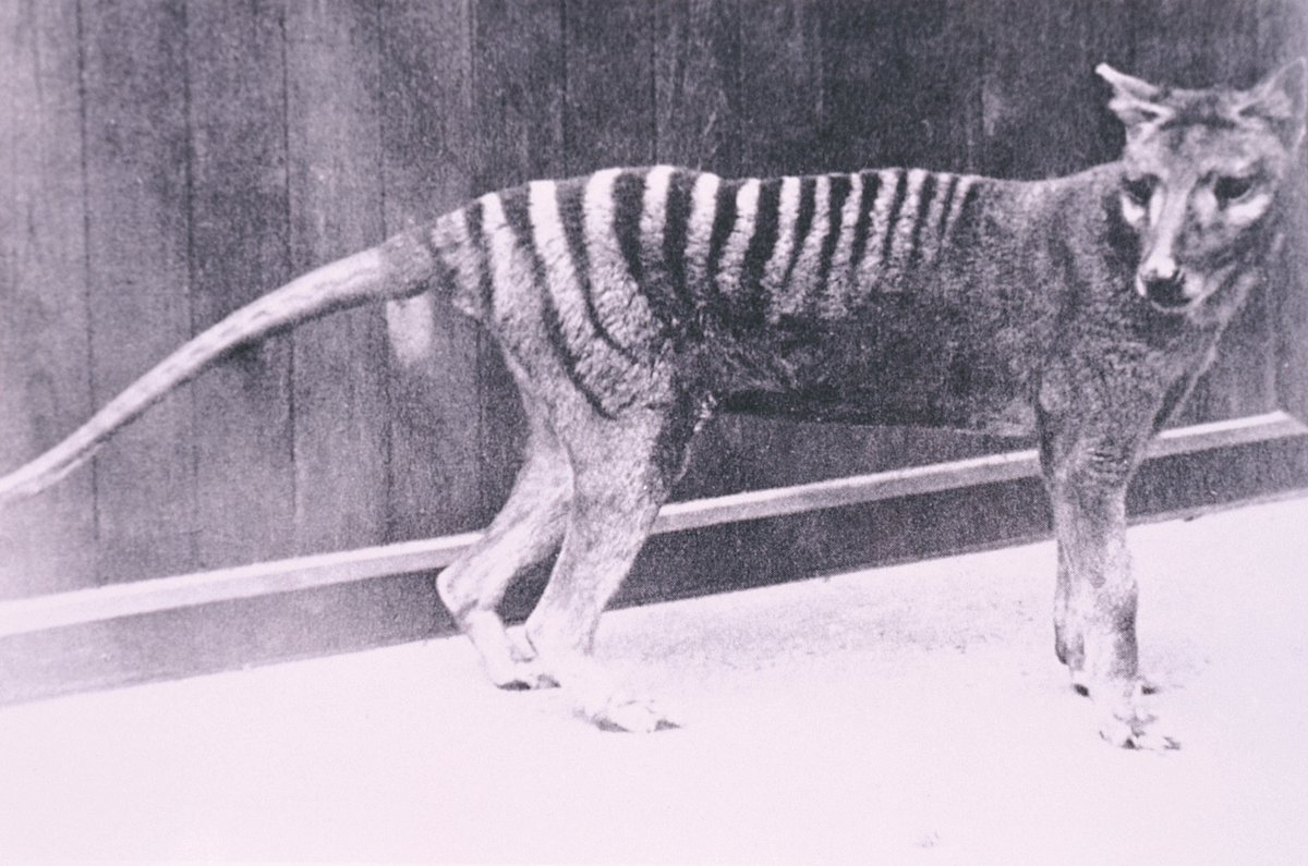 Thylacine Australian Museum