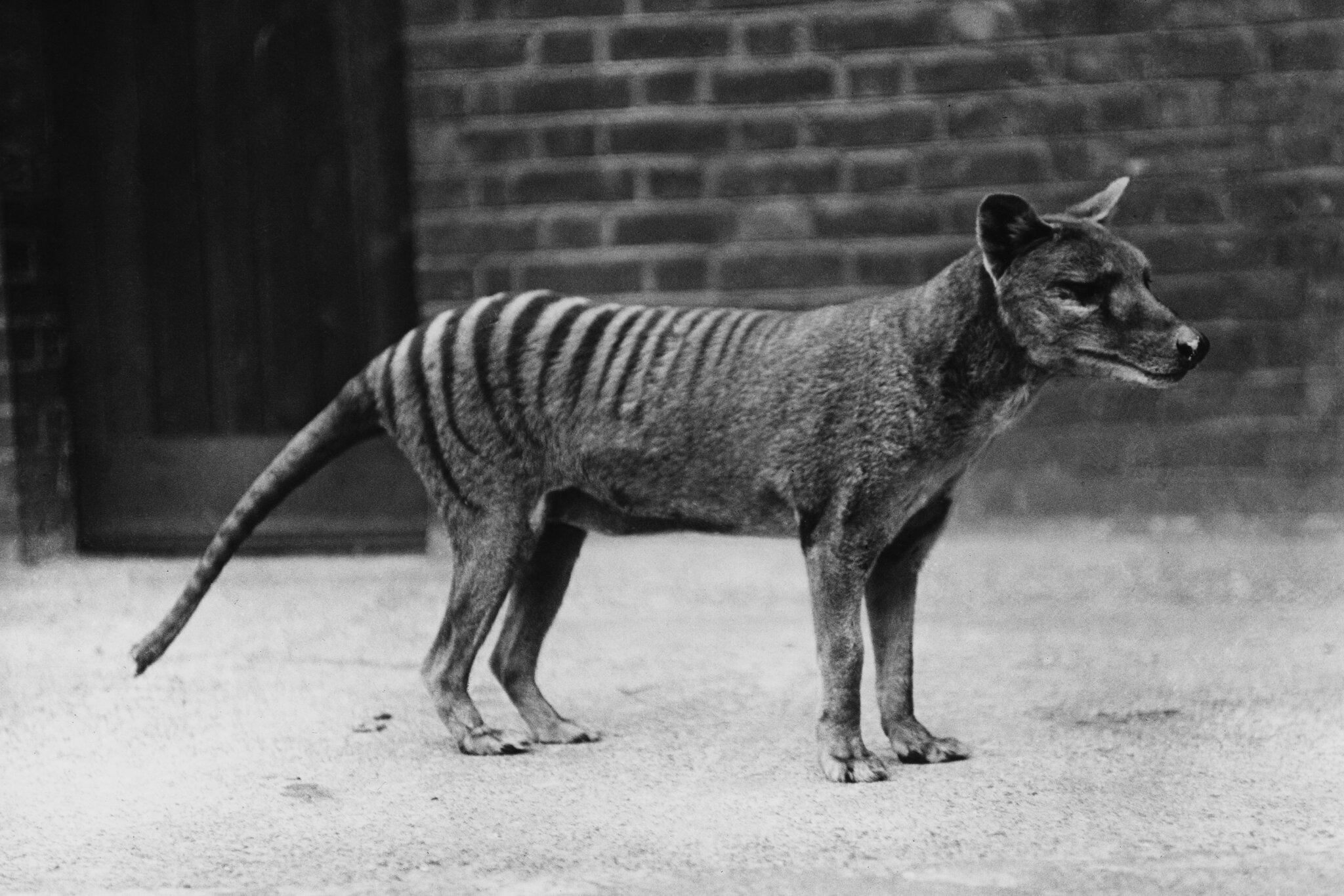 Tasmanian Tigers Are Extinct. Why Do People Keep Seeing Them?