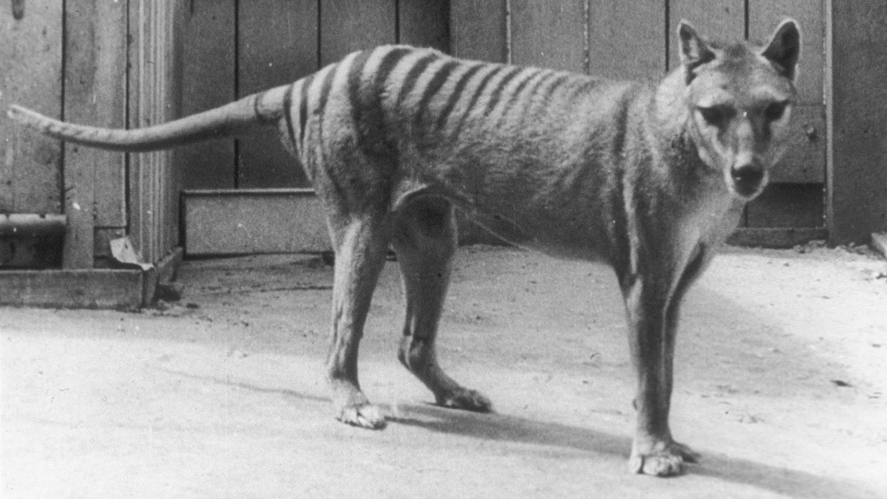 Tasmanian Tiger De Extinction: Scientists Plan To Resurrect Thylacine, Animal That's Been Extinct Since 1936