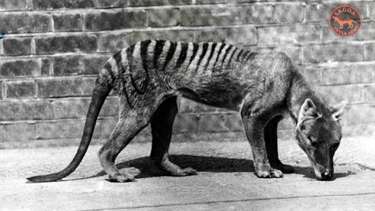 Thylacine Wallpapers Wallpaper Cave