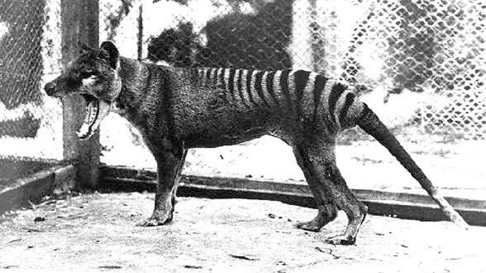 Watch Last Known Footage of Extinct Tasmanian Tiger From 1935 That Was Just Rediscovered
