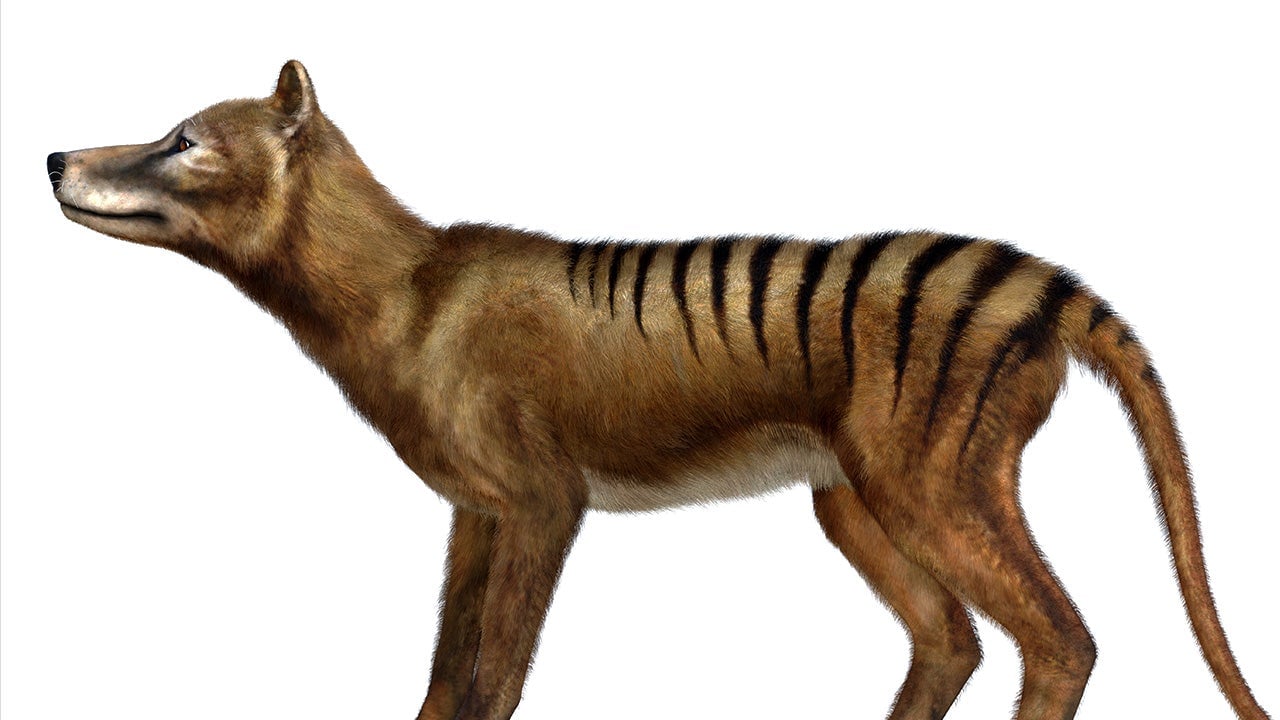 Thylacine Wallpapers Wallpaper Cave