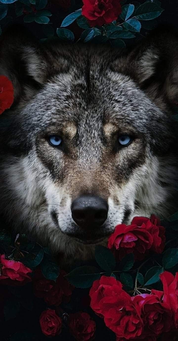 ⭐ Hintergrund Bilder ⭐. Wolf photography, Wolf picture, Wolf wallpaper