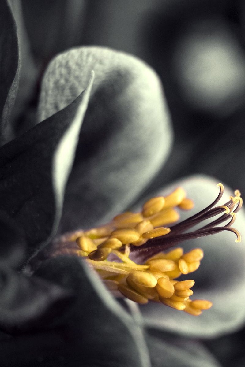 Download Wallpaper 800x1200 Flower, Black White, Gray, Yellow Iphone 4s 4 For Parallax HD Background