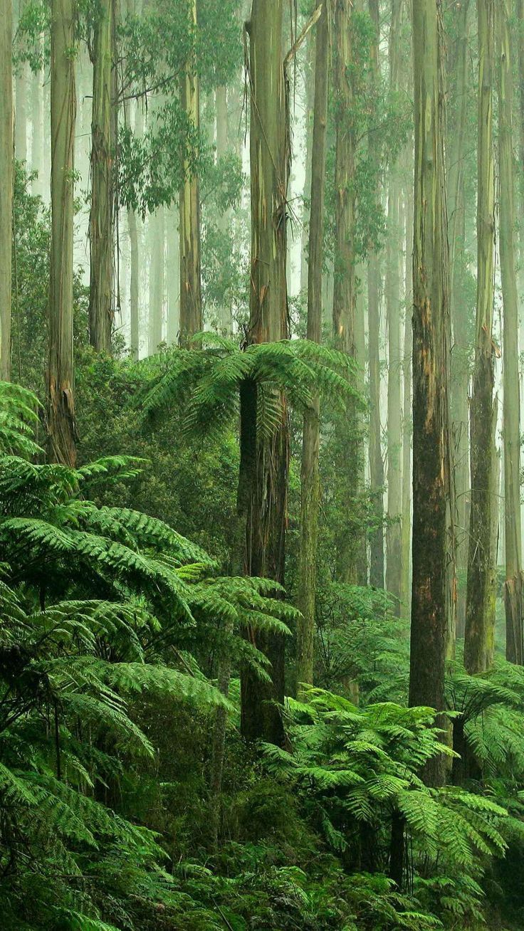 beautiful rain forest photo. Forest photo, Forest wallpaper, Forest wallpaper iphone