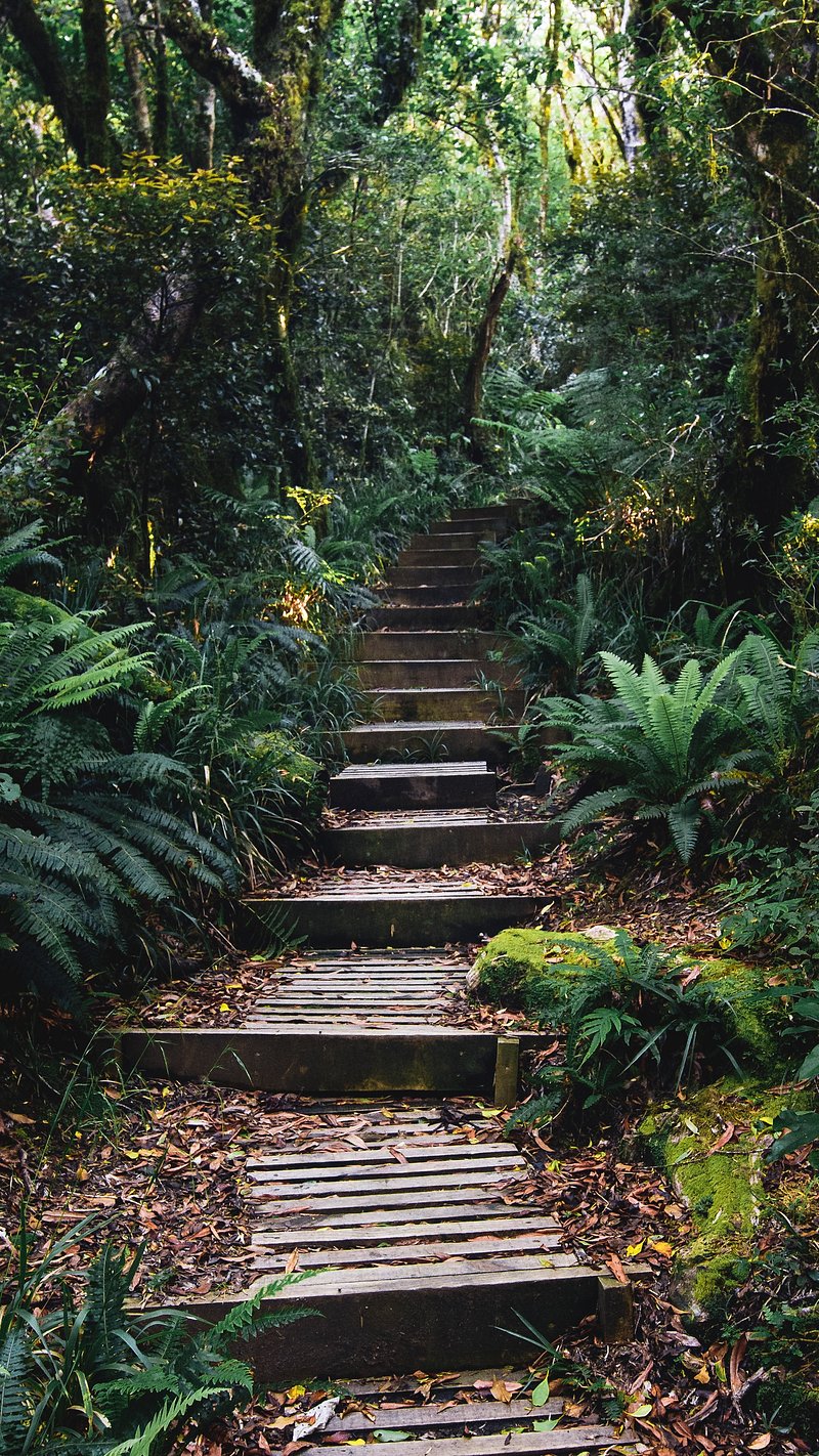 iPhone Forest Wallpaper Image Wallpaper