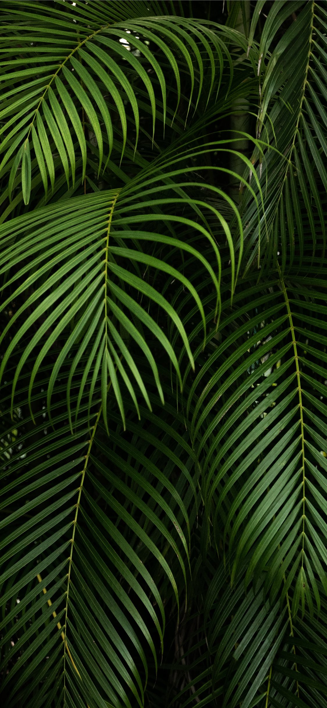 Latest Rainforest iPhone X HD Wallpaper