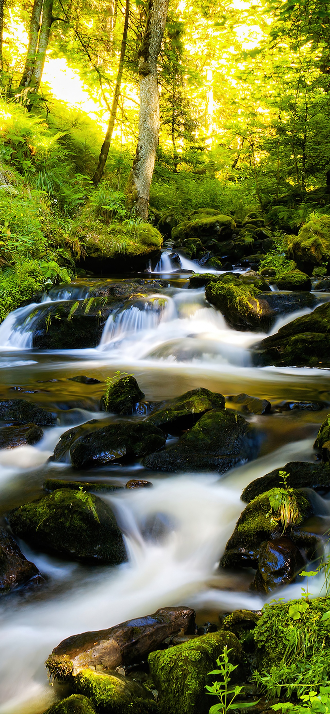 Black Forest Wallpaper 4K, Tropical forest, Waterfall