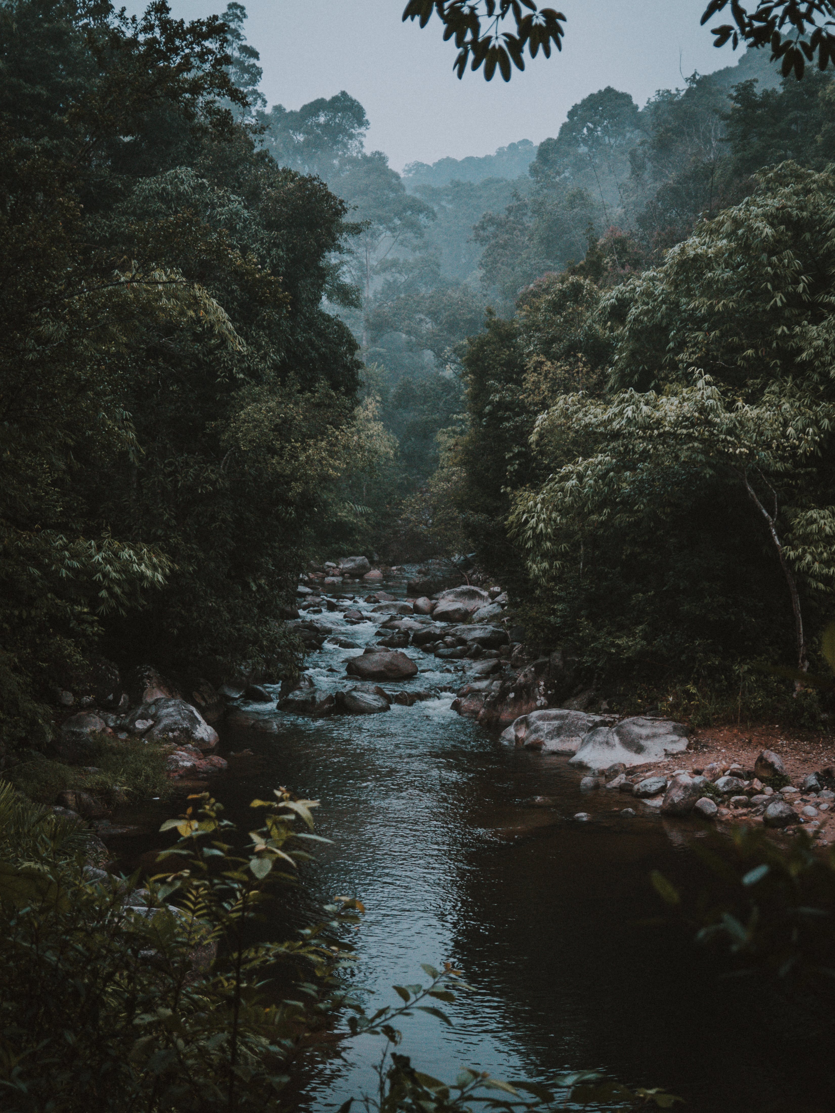 Rainforest surrounded by Fog · Free