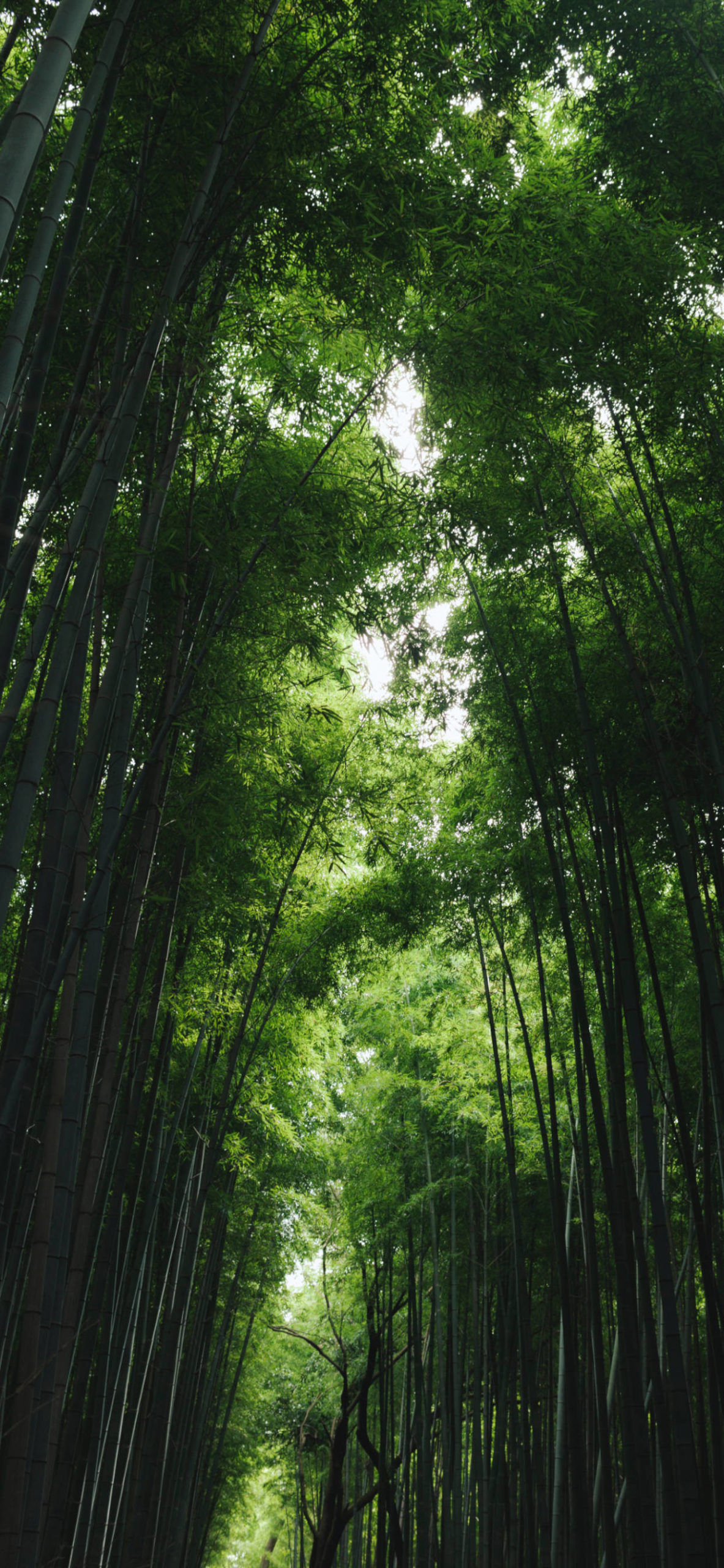 Bamboo forest Wallpaper for iPhone 11, Pro Max, X, 8, 7, 6