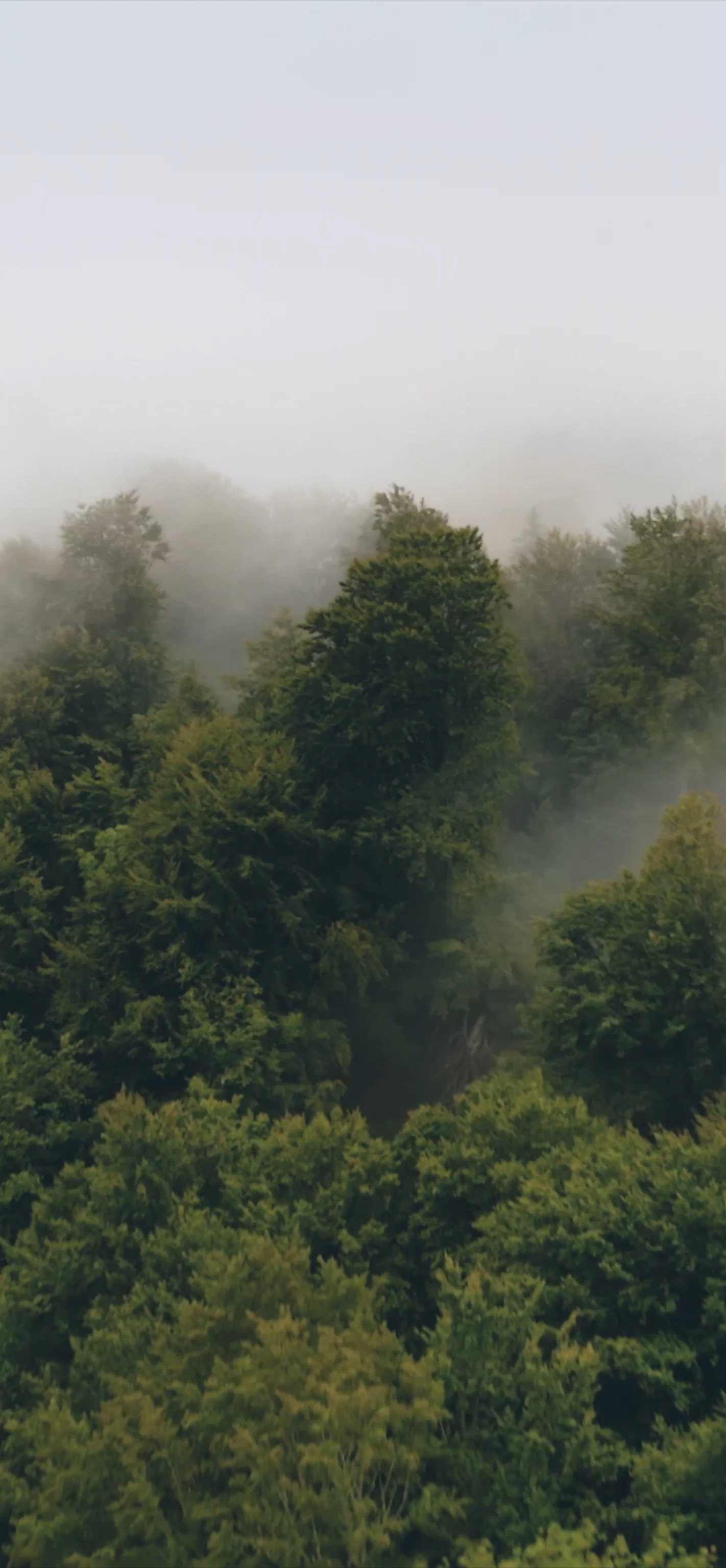 Forest. LIVE Wallpaper