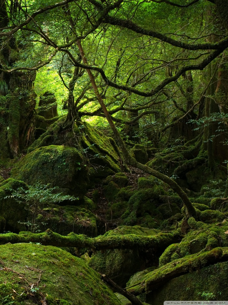 Rainforest Ultra HD Desktop Background Wallpaper for 4K UHD TV, Multi Display, Dual Monitor, Tablet