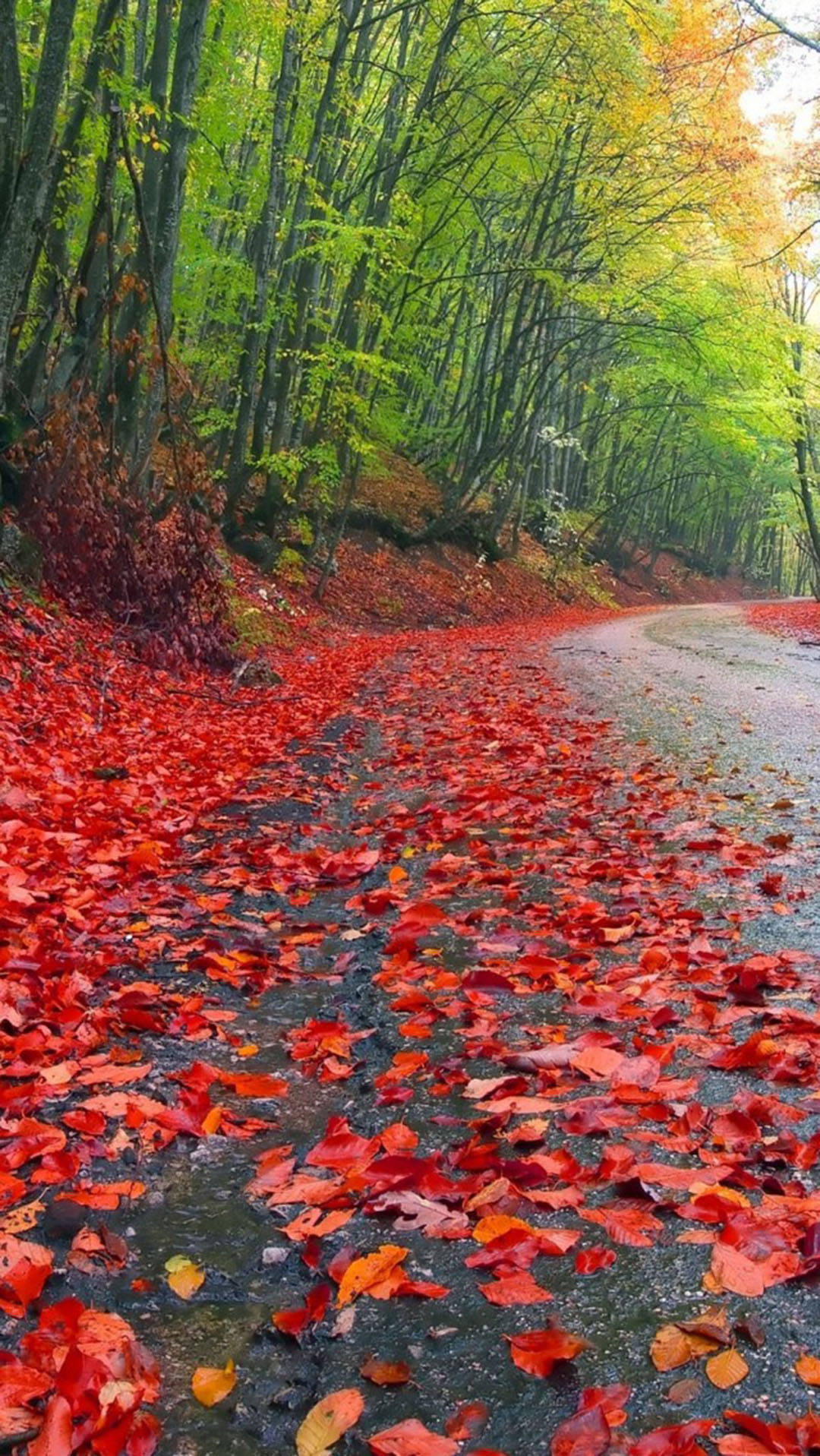 Download Autumn iPhone Rainy Forest Red Foliage Wallpaper