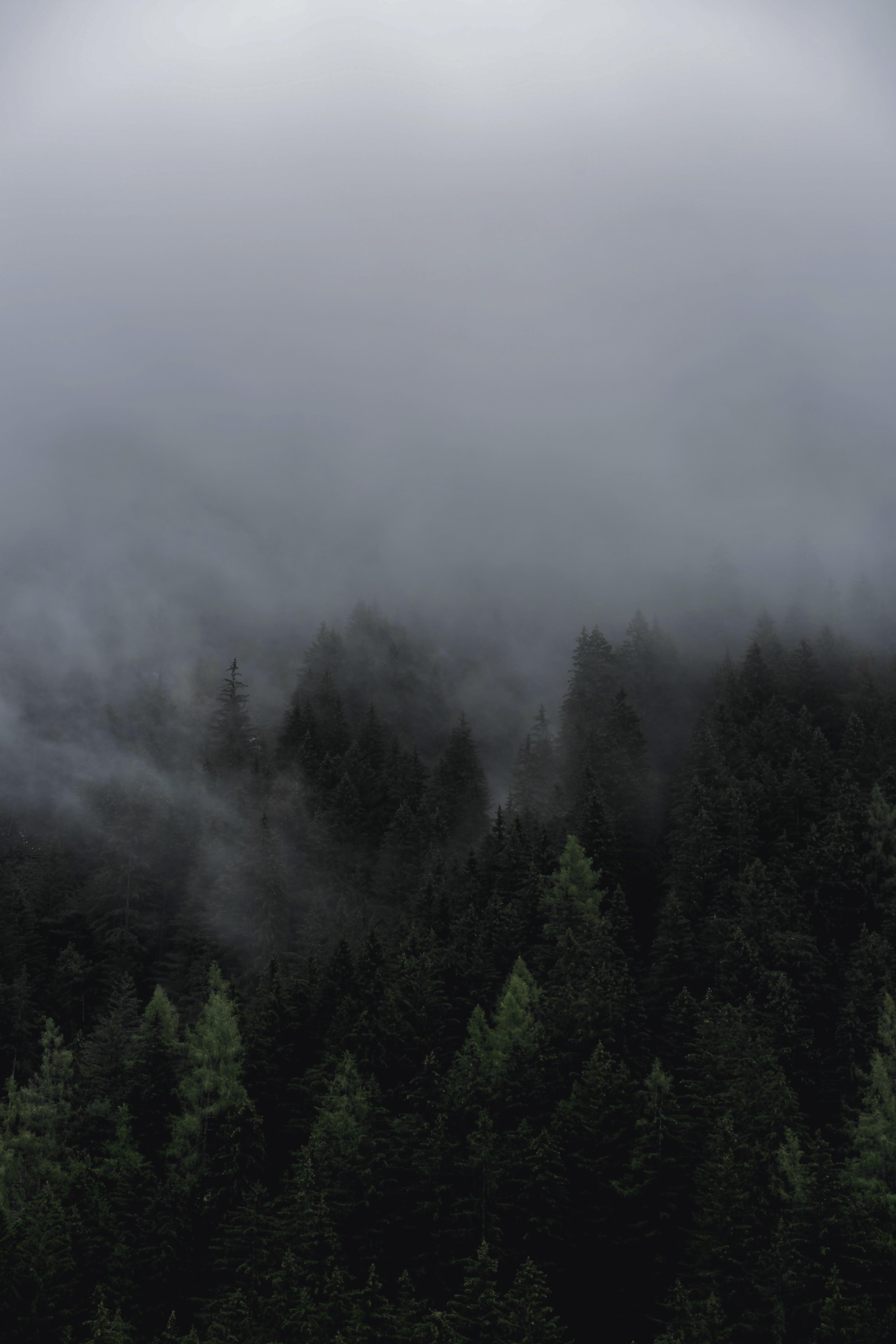 Gloomy Forest Wallpaper