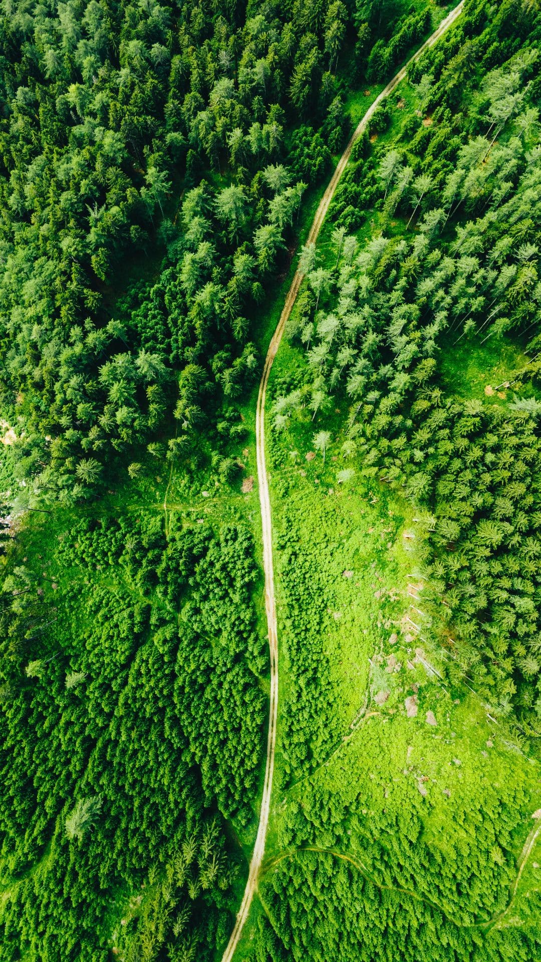 Best Forest iPhone Wallpaper