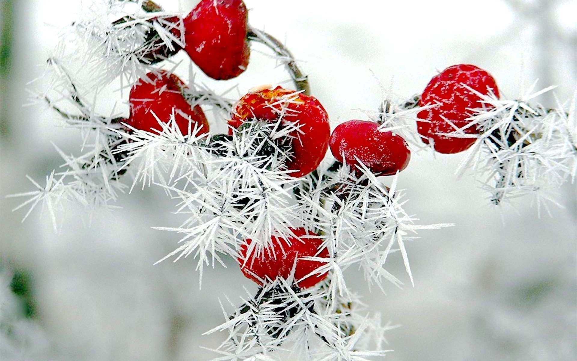 Nature winter red berries rose hips snow frost wallpaperx1200