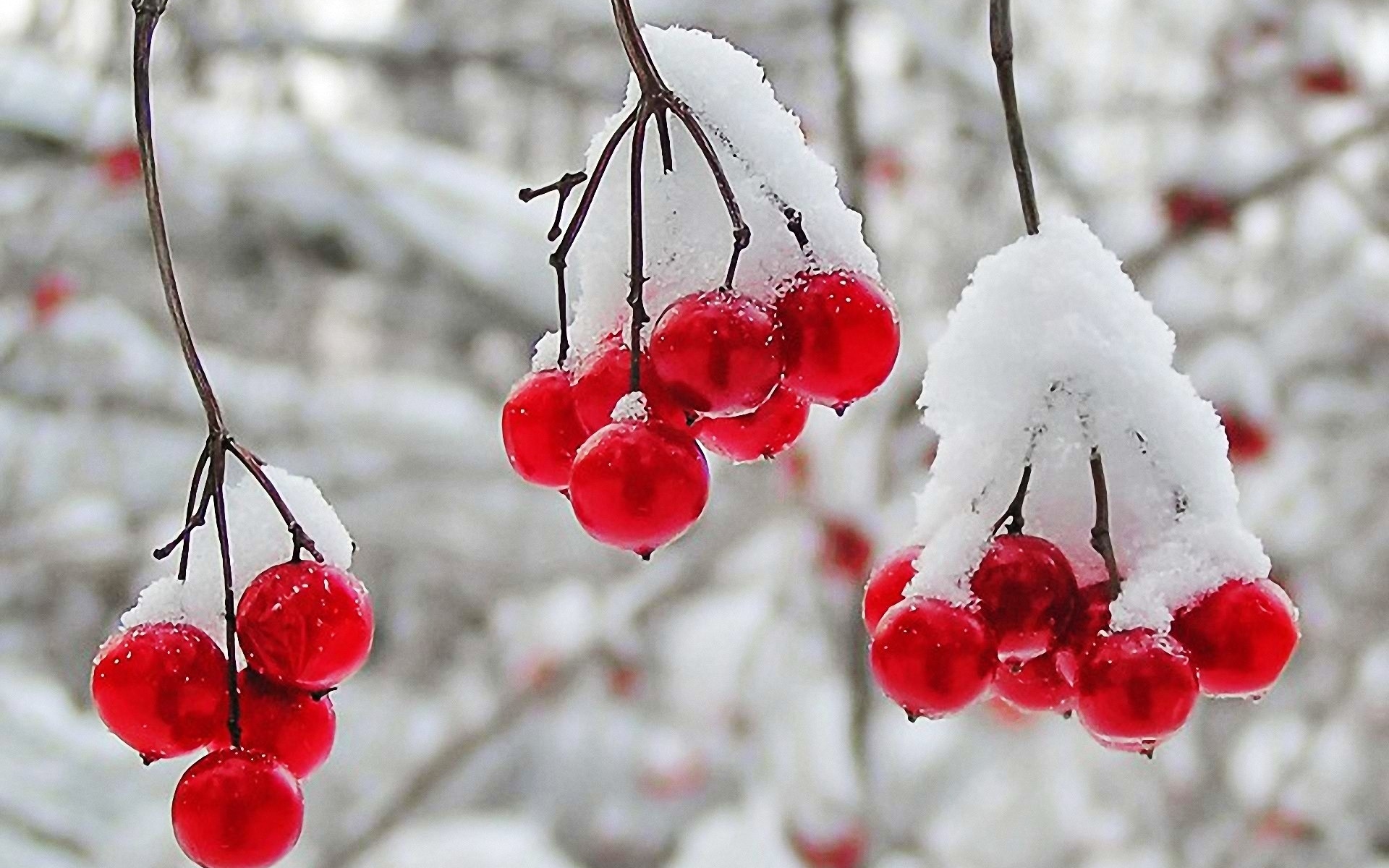 Nature winter first snow red berries fruits cranberry r wallpaperx1200
