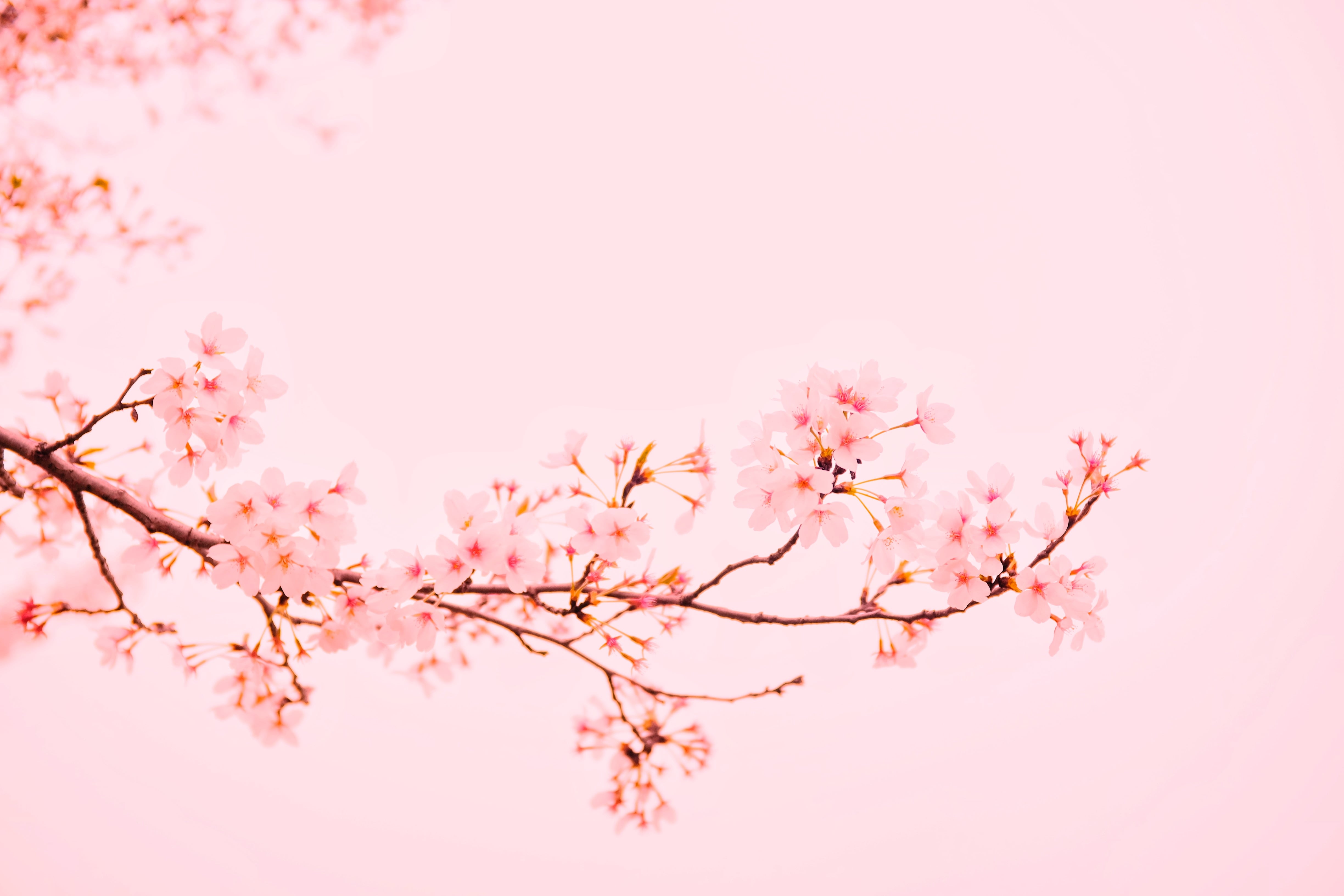 Pink Spring Aesthetic Laptop Wallpapers - Wallpaper Cave