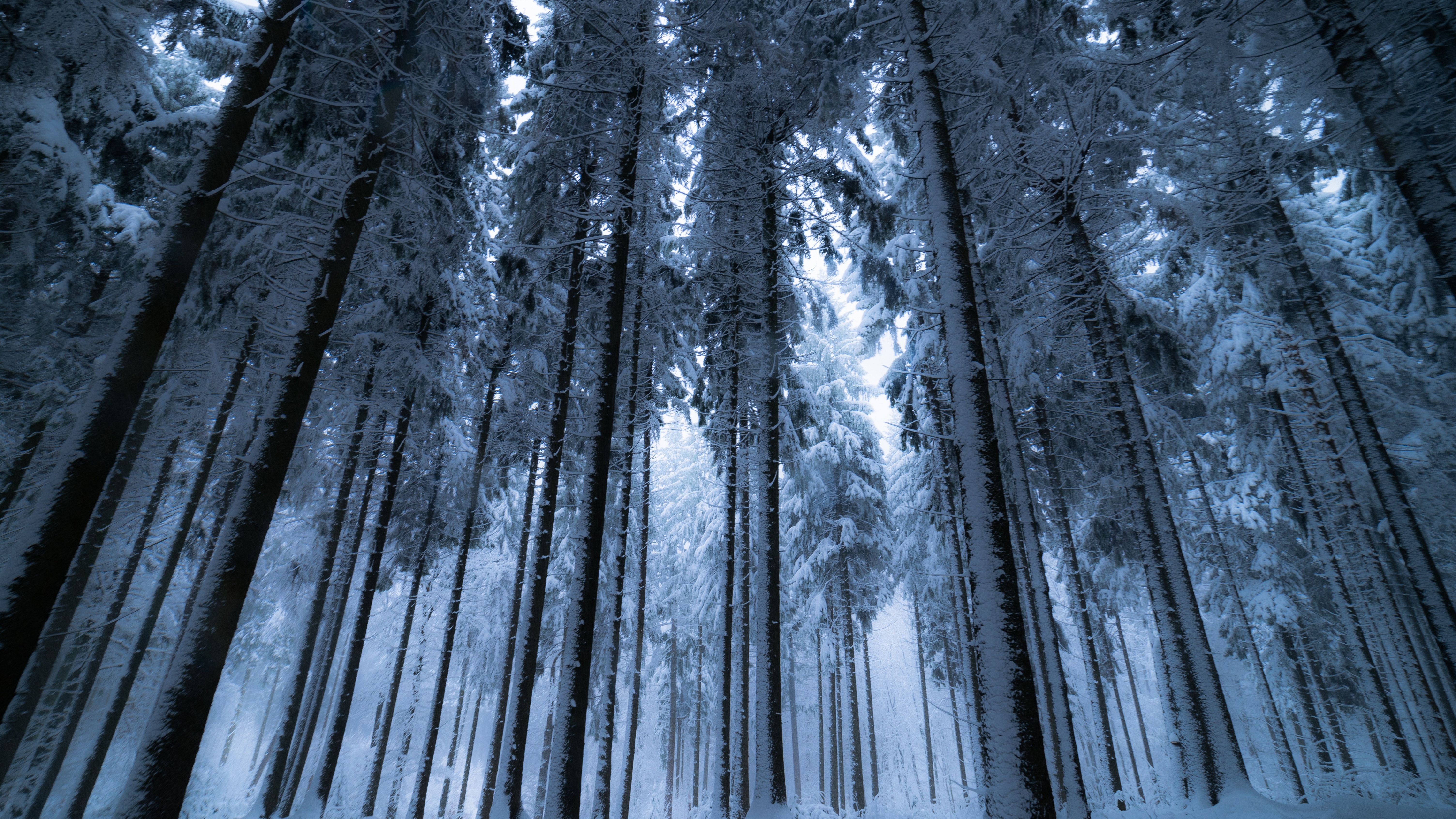 Winter forest Wallpaper 4K, Cold night, Snow covered