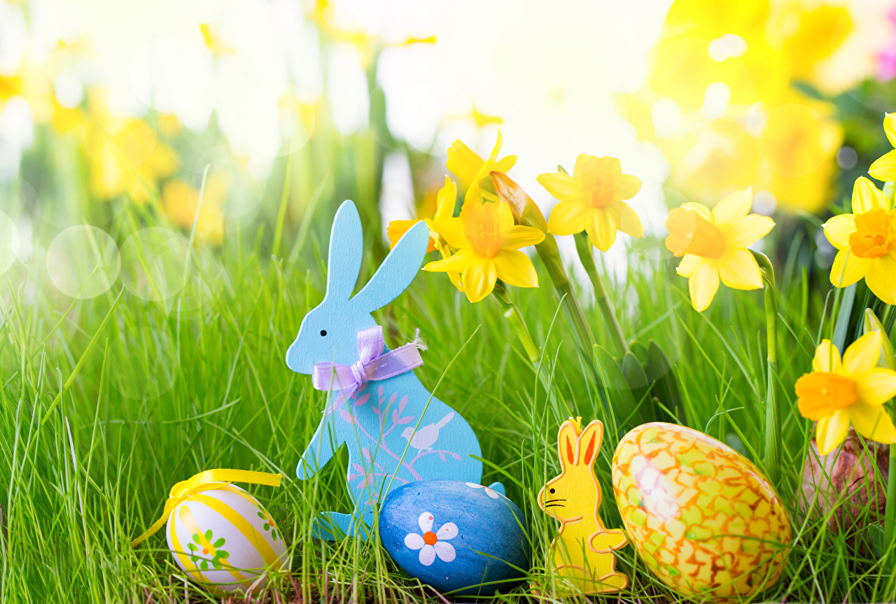 Desktop Wallpaper Easter rabbit egg Narcissus Grass Holidays