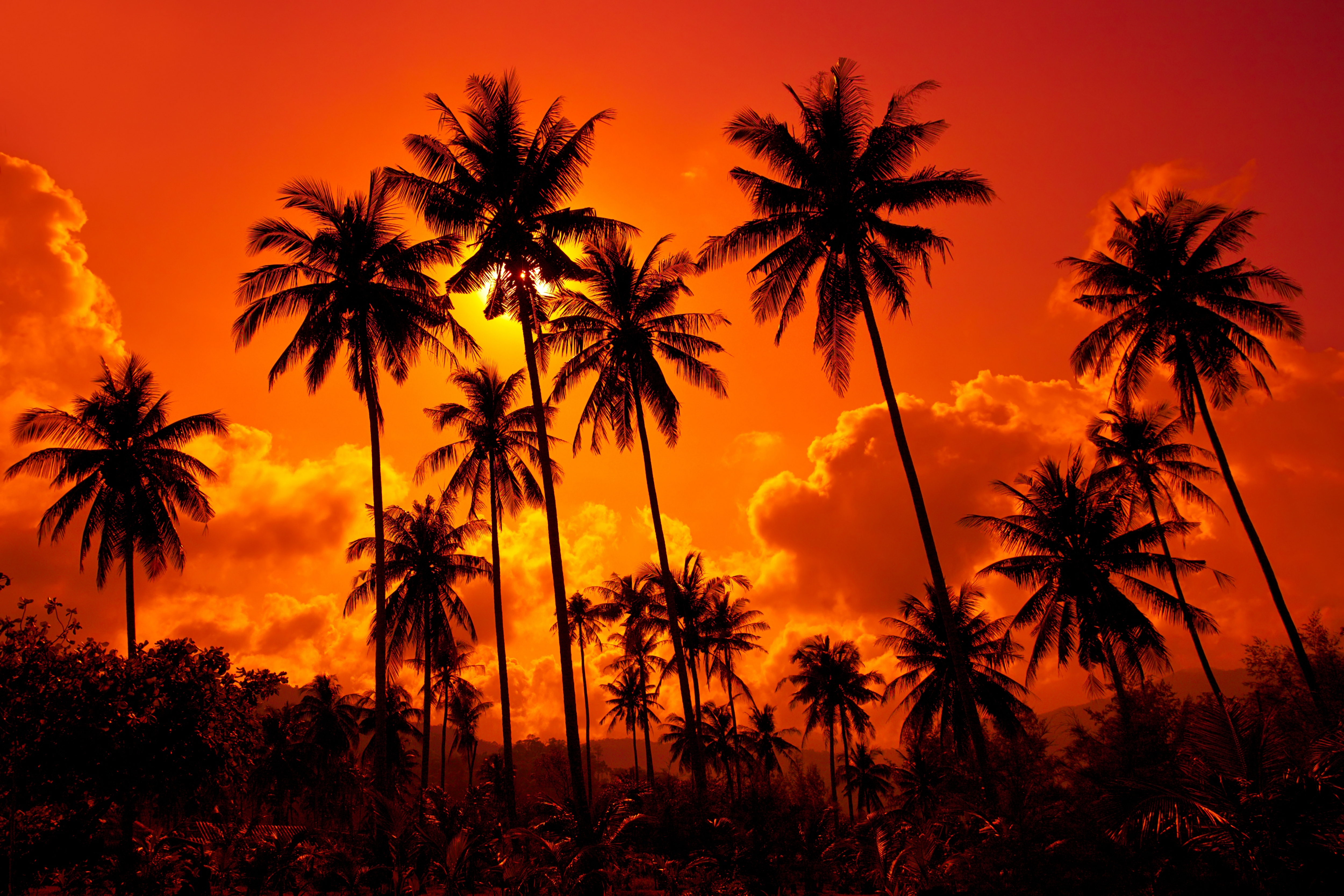 Nature Palm Tree 4k Ultra HD Wallpaper